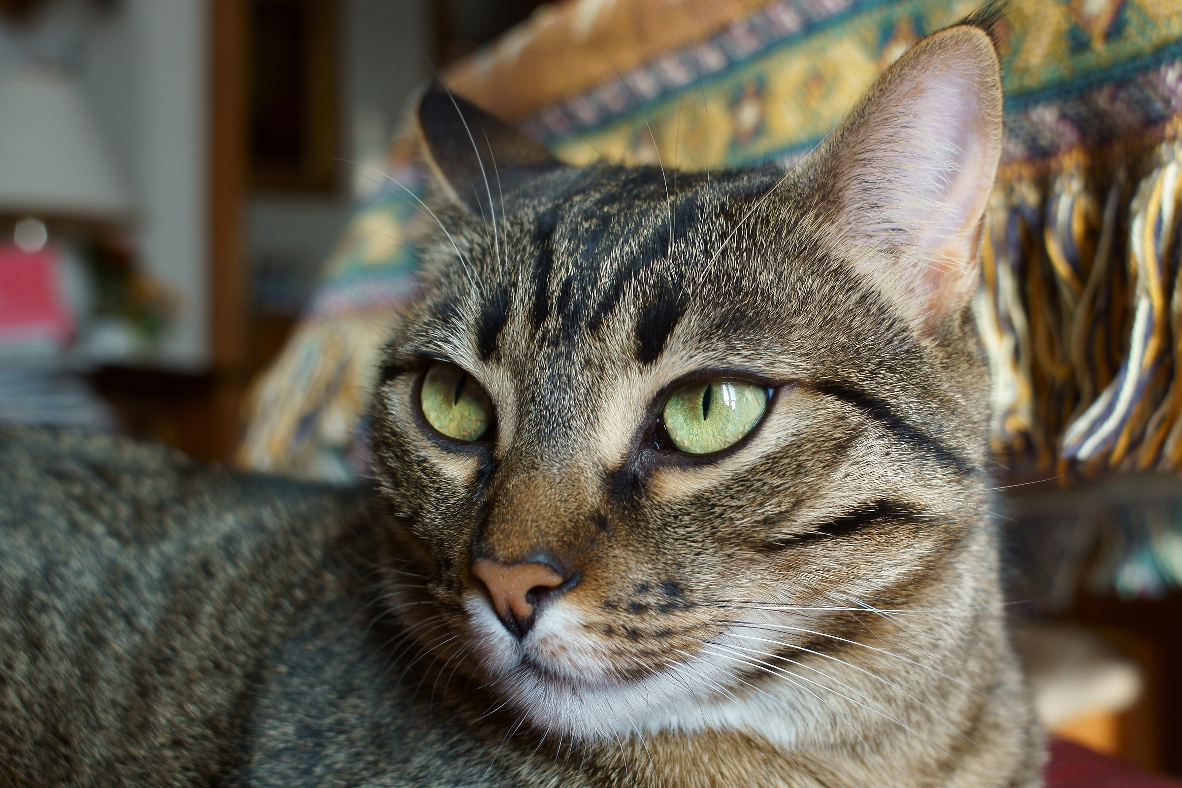 The eyes of the tiger