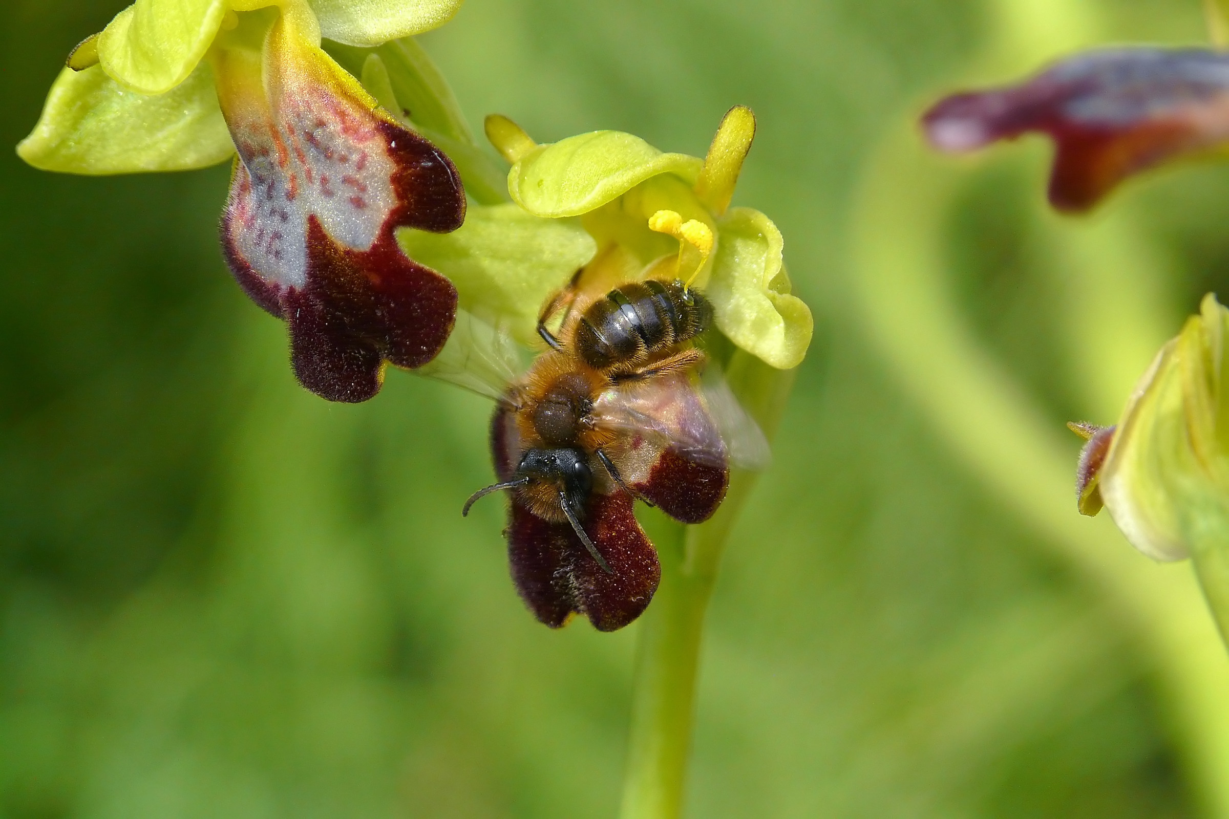 Ophrys lojaconoi con Andrena ocreata