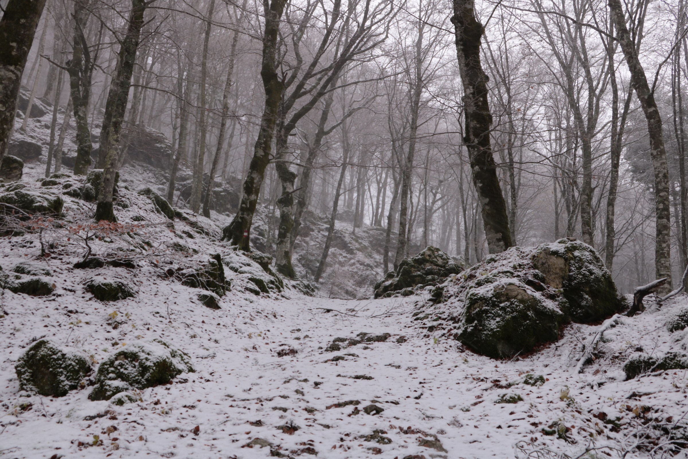 La Verna nella neve 1