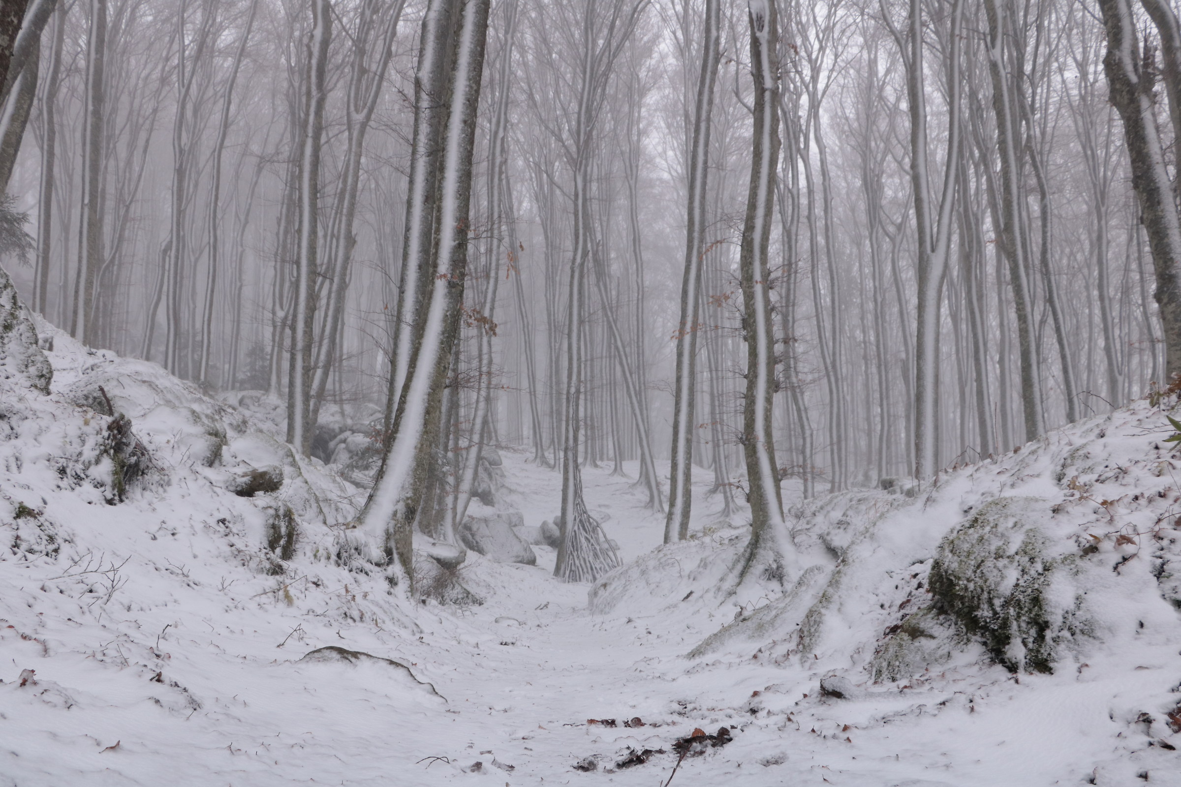 La Verna nella neve 2