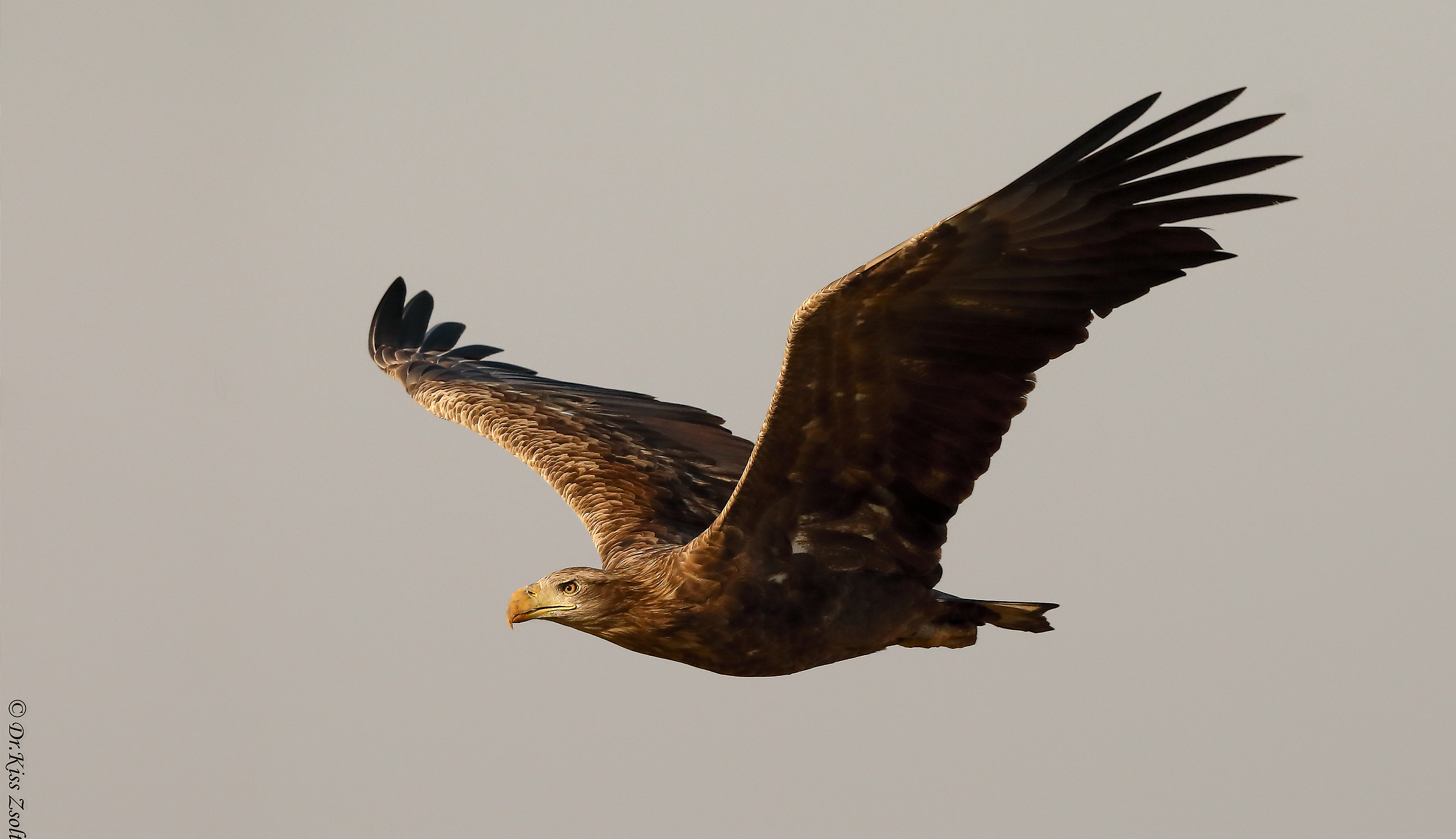 Aquila sottomarina dalla coda bianca