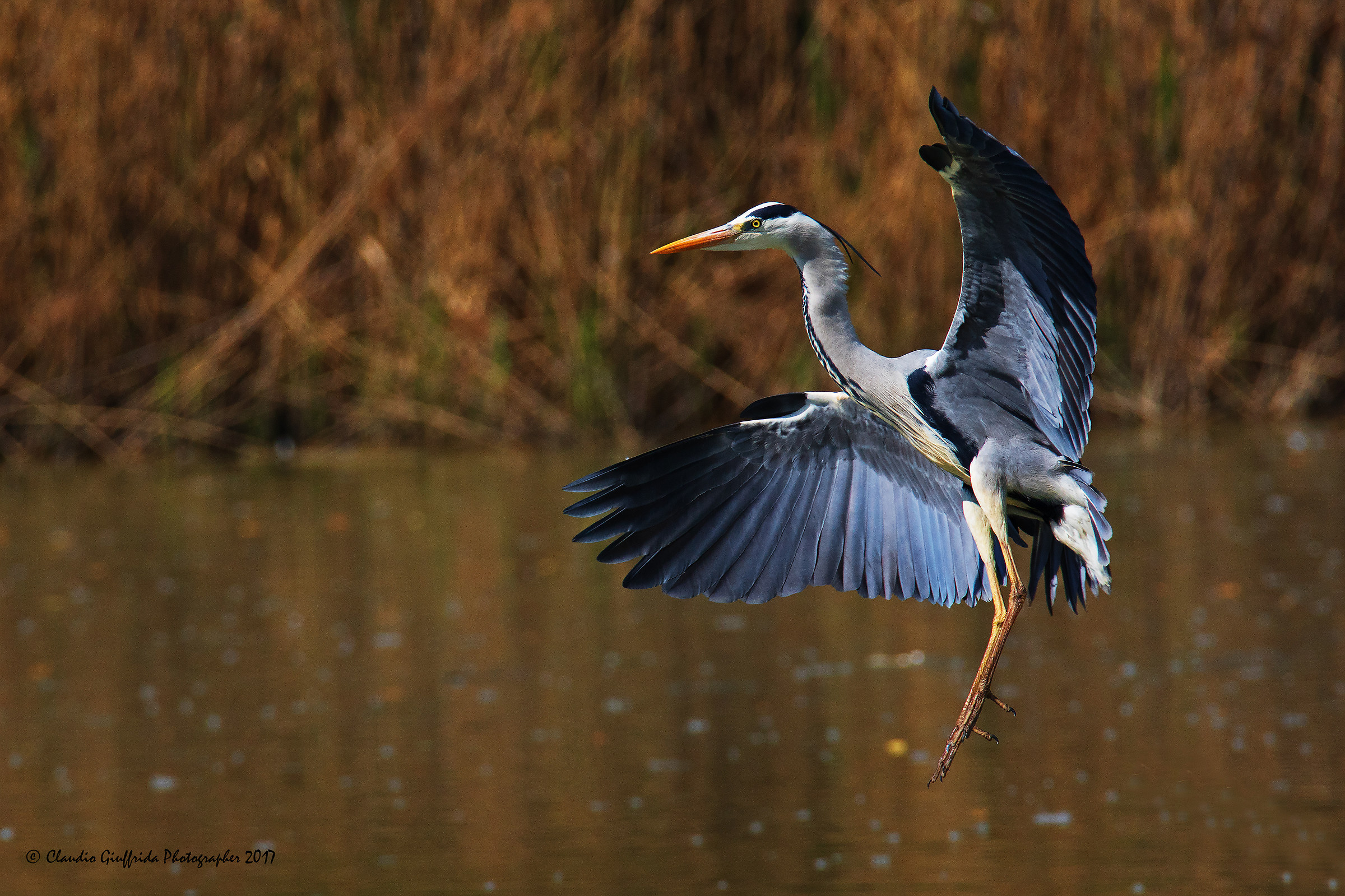Ardea cinerea
