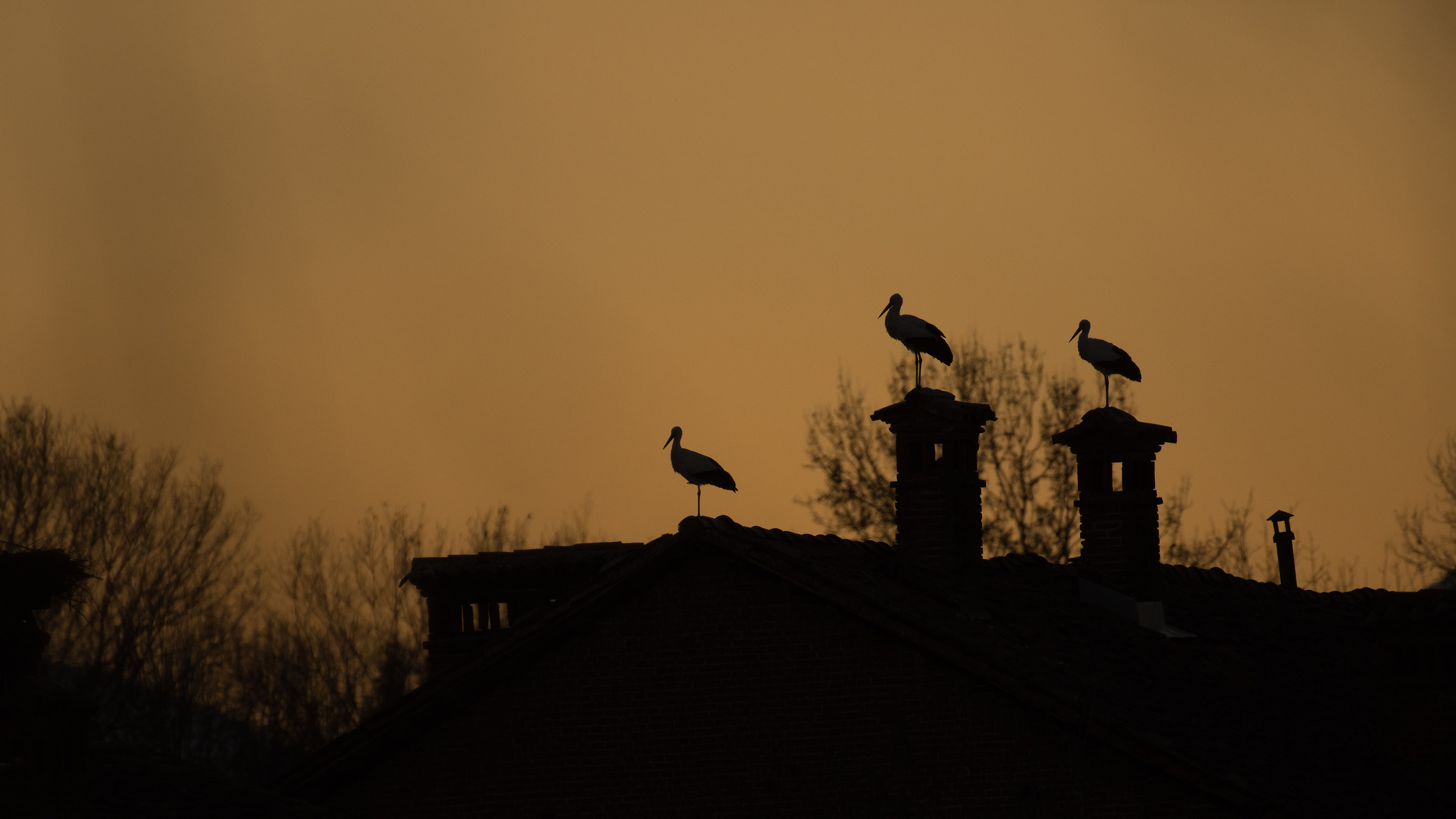 Storks and chimneys