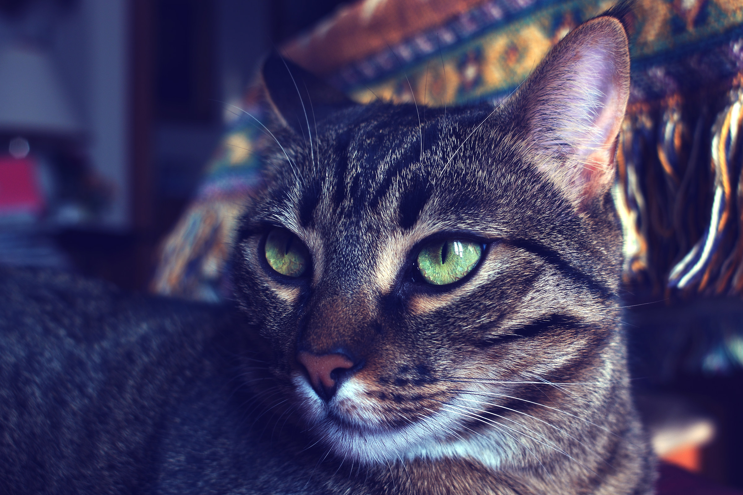 Gli occhi della tigre-pt2