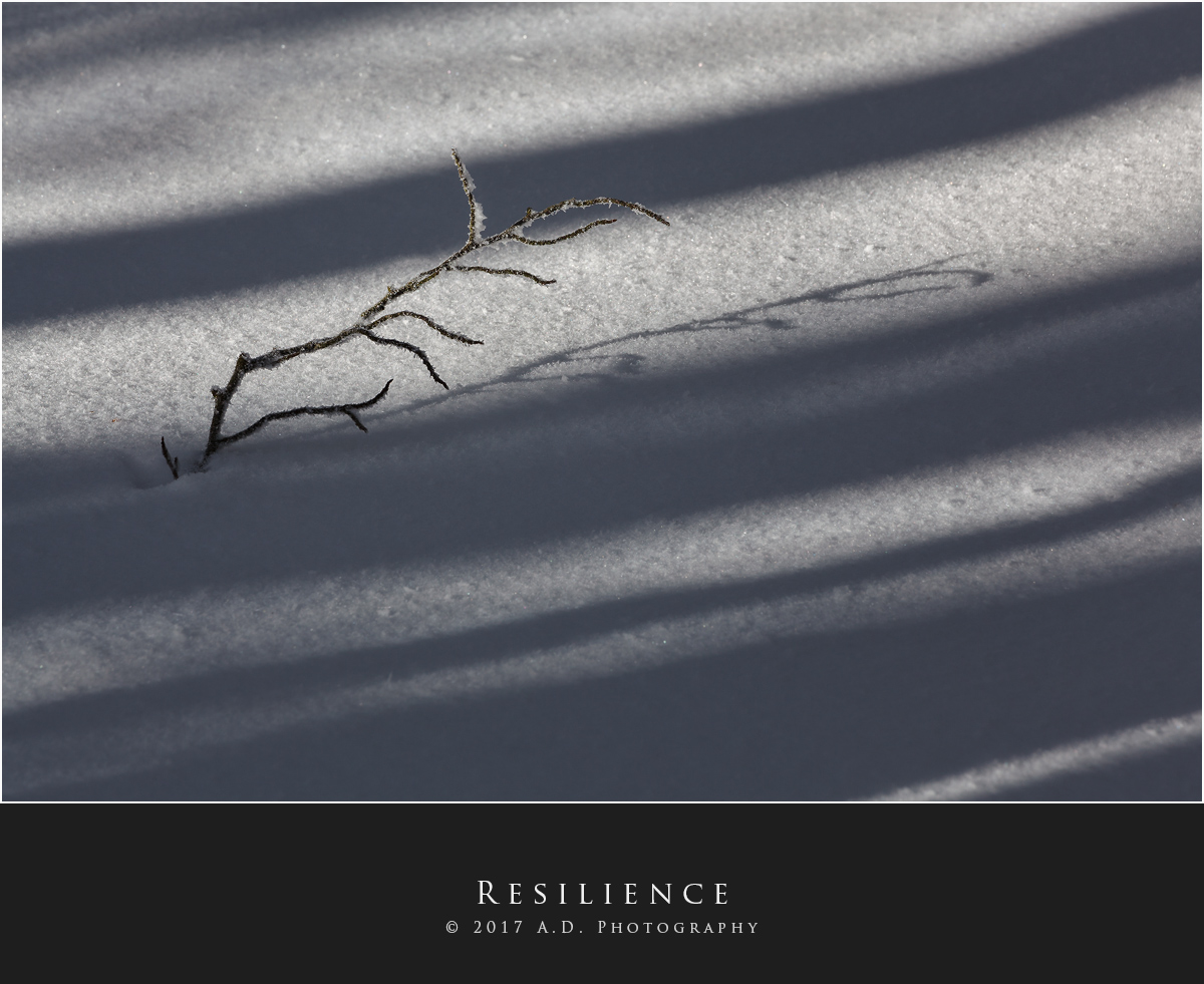 Resilience