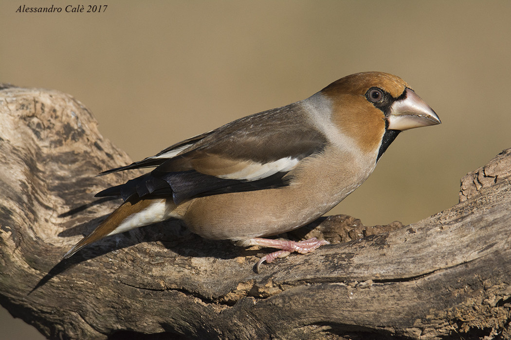 Coccothraustes coccothraustes (Frosone) 4723