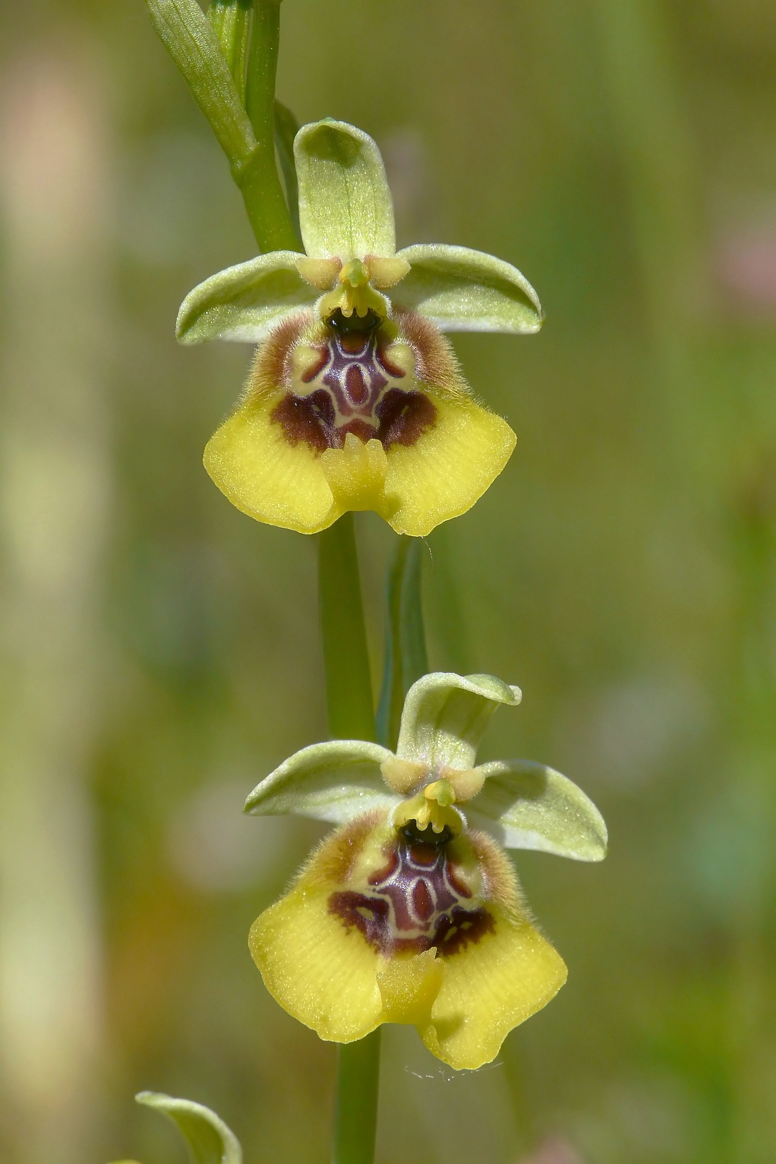 Ophrys lacaitae