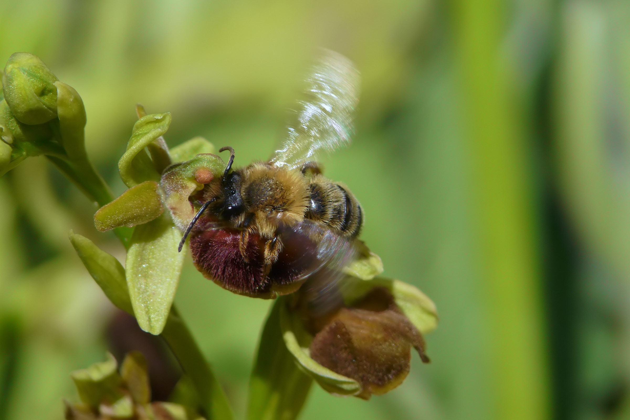 Ophrys classica con Andrena nigroaenea