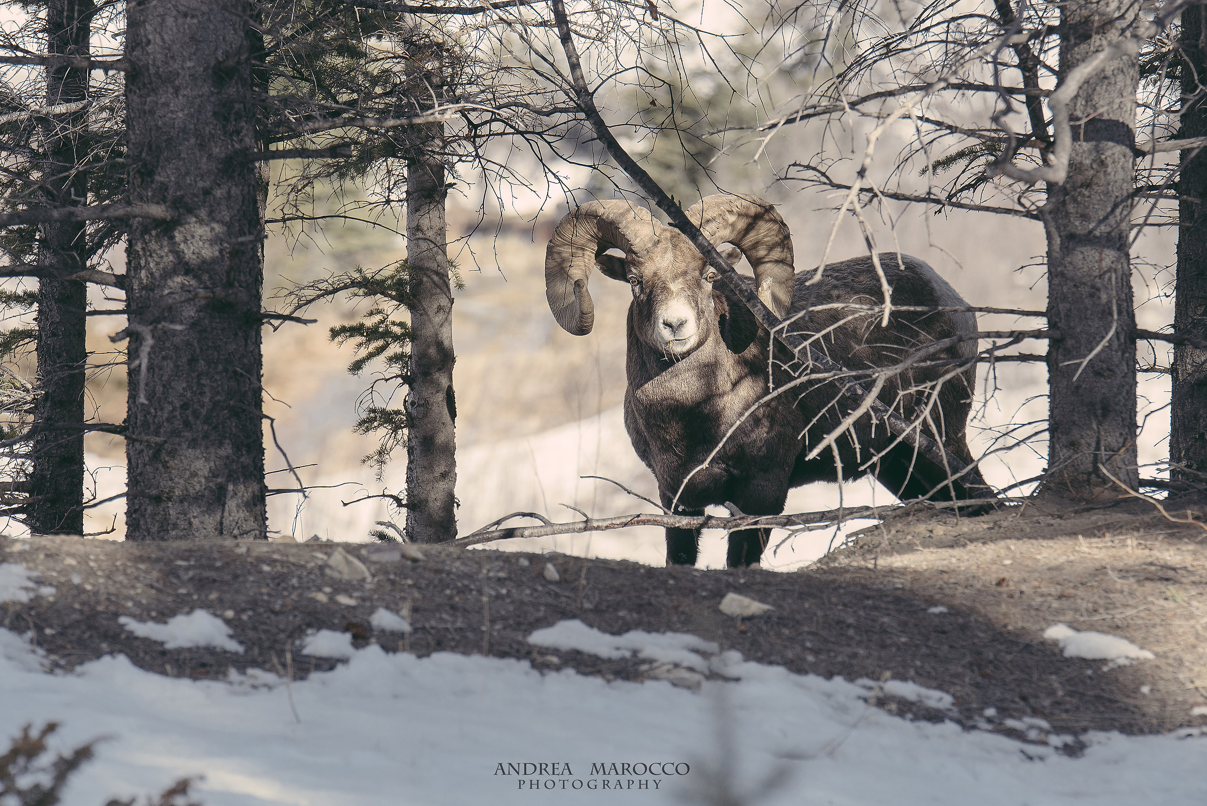 Bighorn sheep
