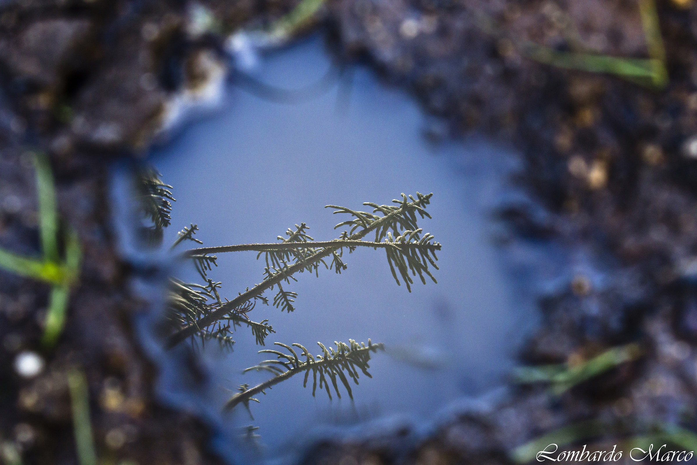 reflected in a puddle