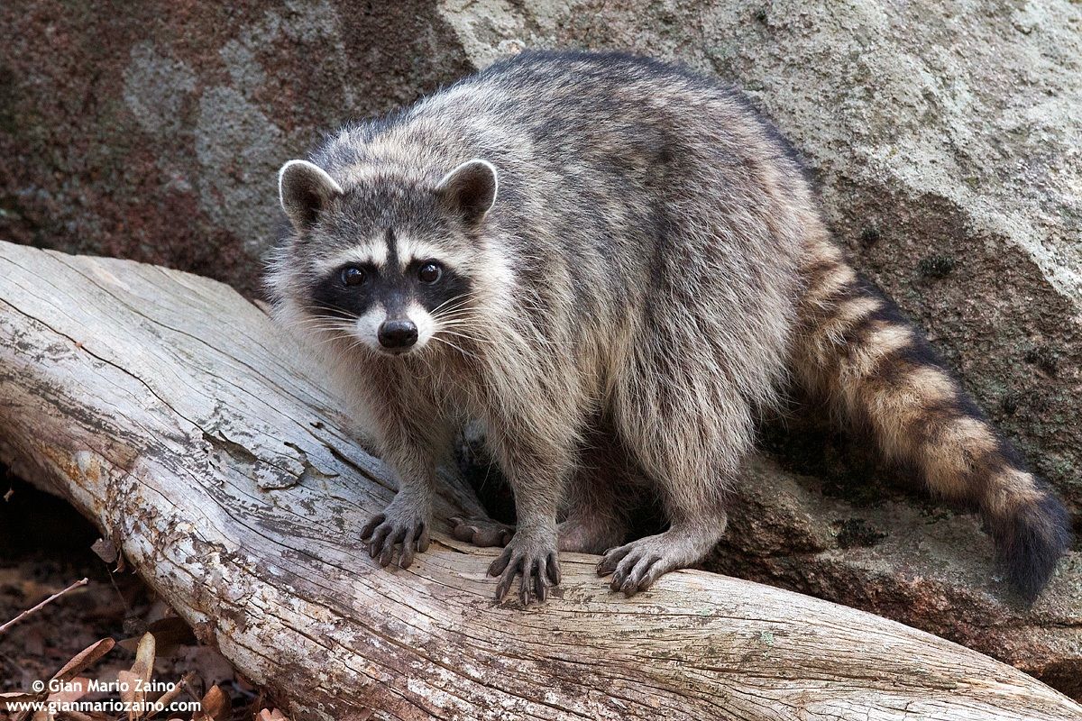 Procyon lotor / Procione