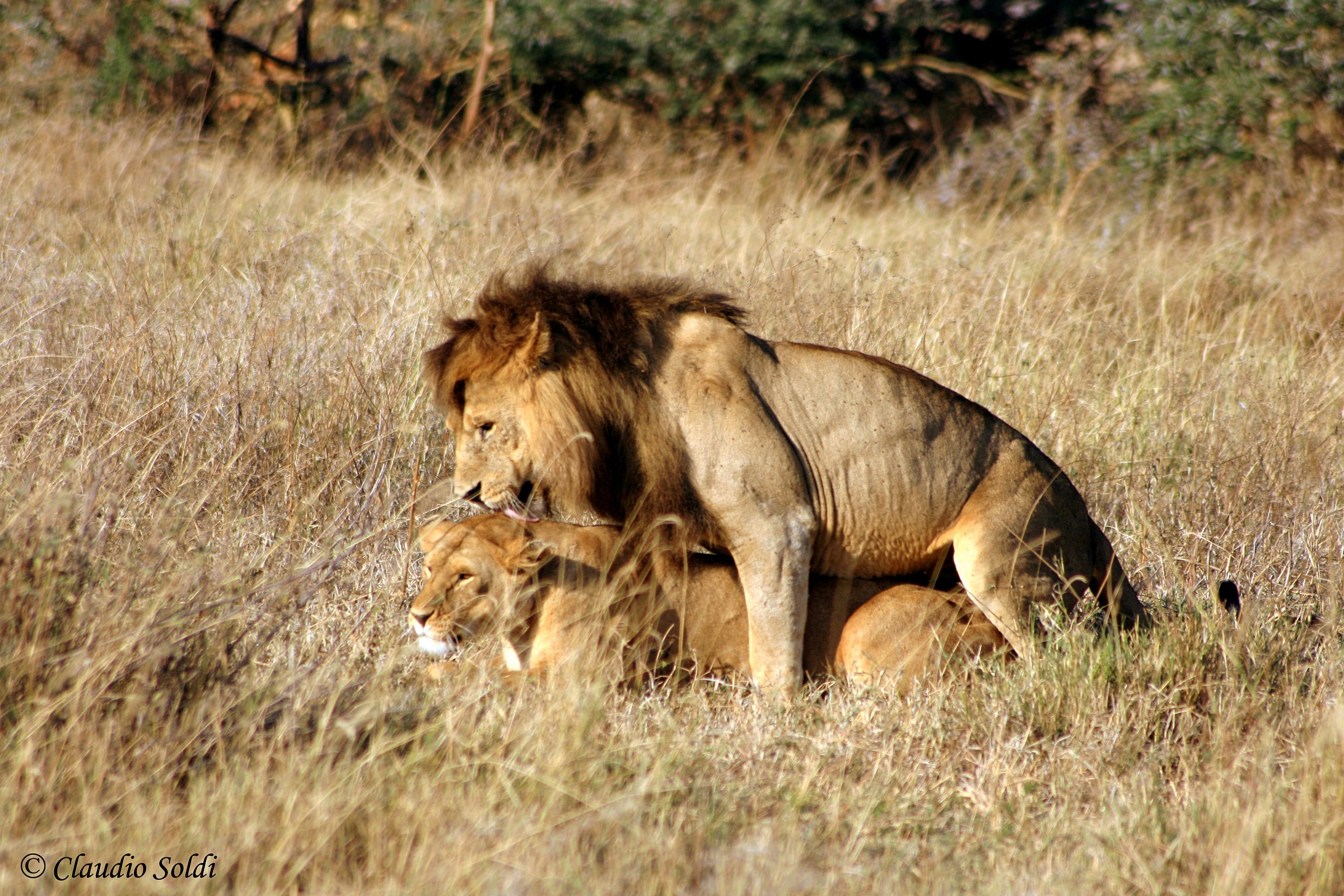 Passione leonina...