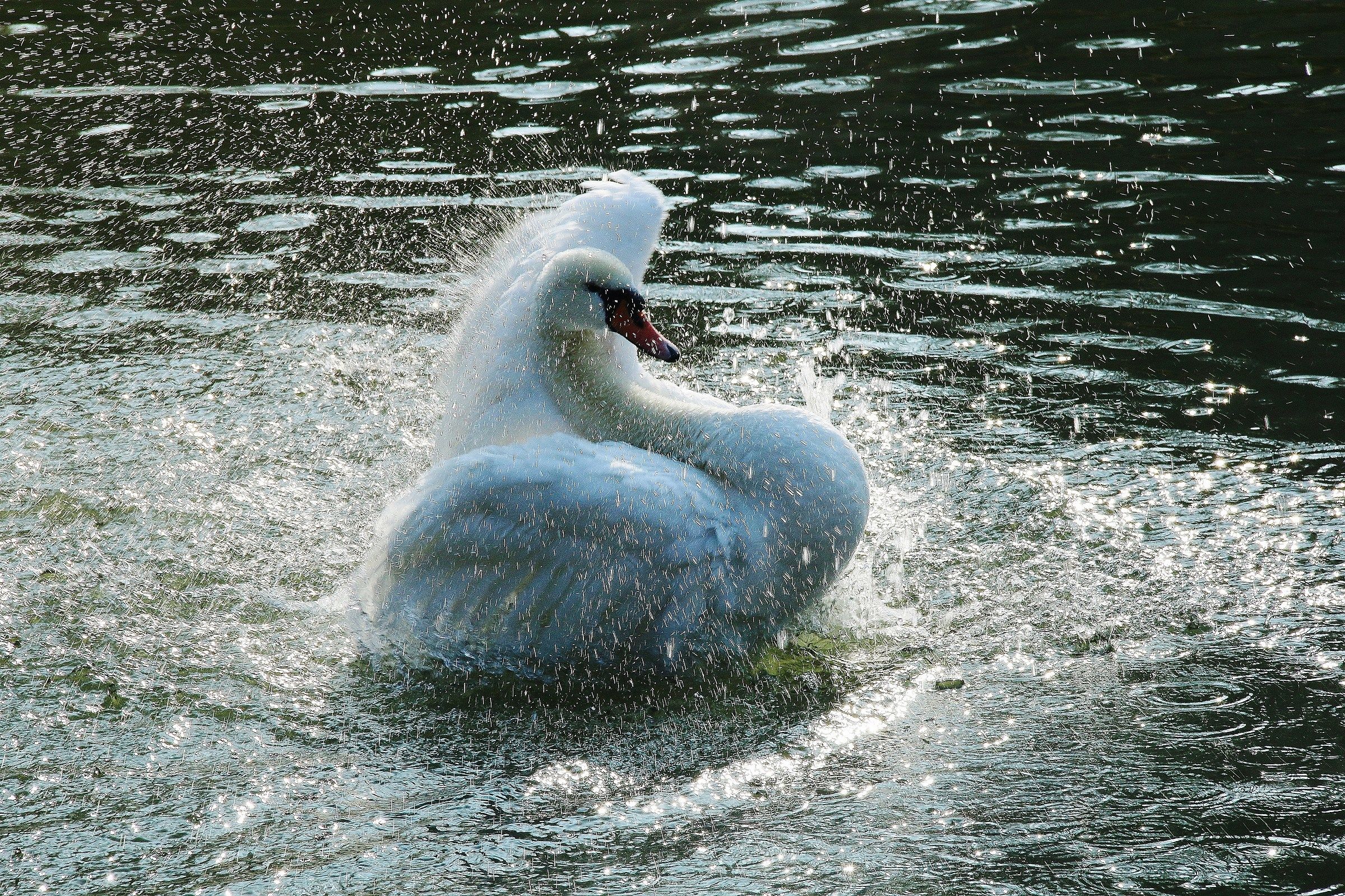 the swan's bathroom