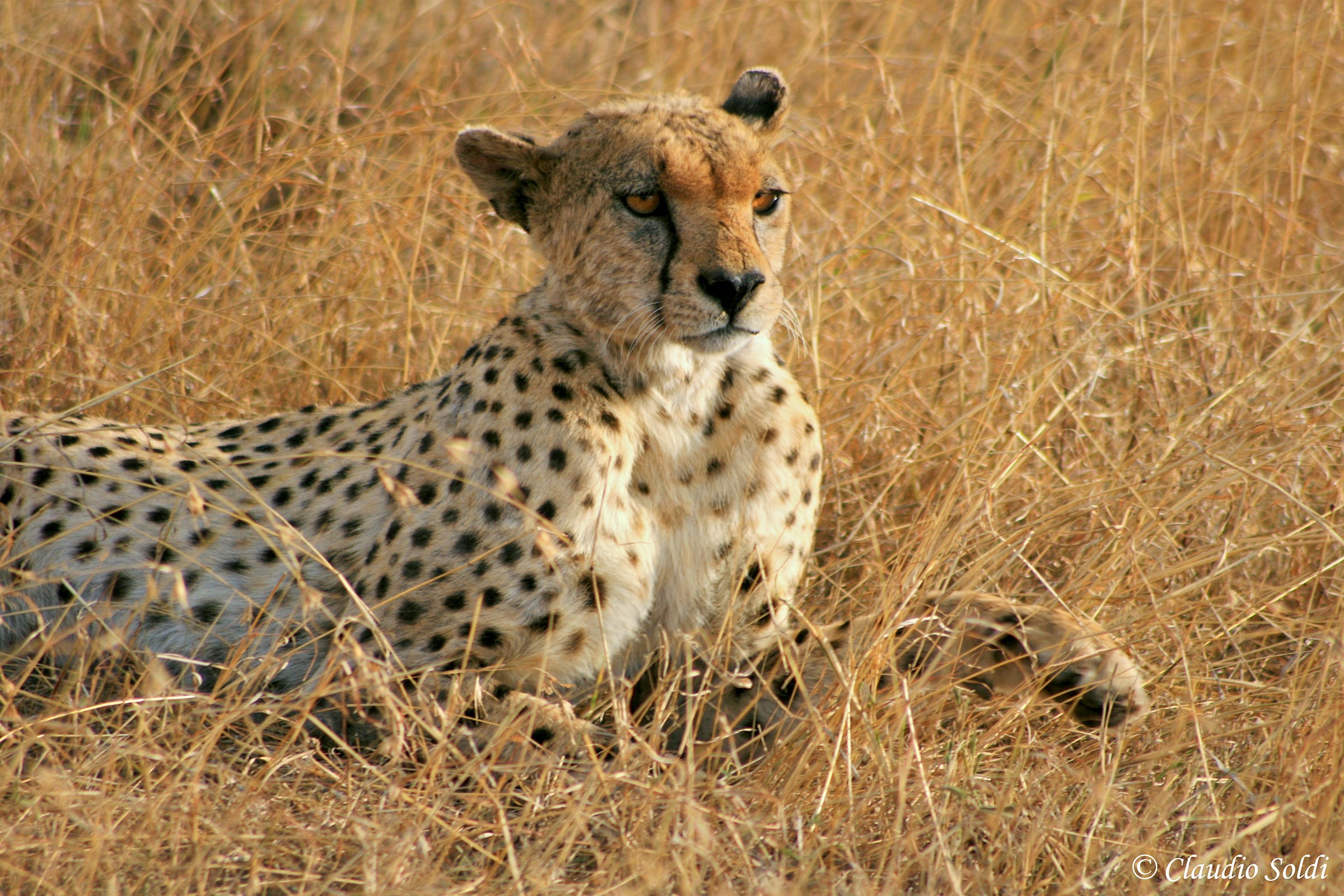 Ghepardo - Serengeti