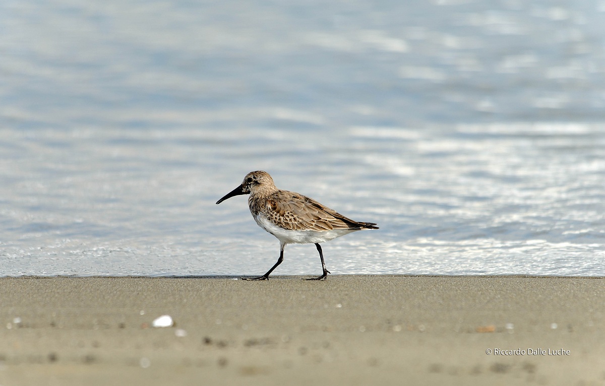 Piovanello Pancianera