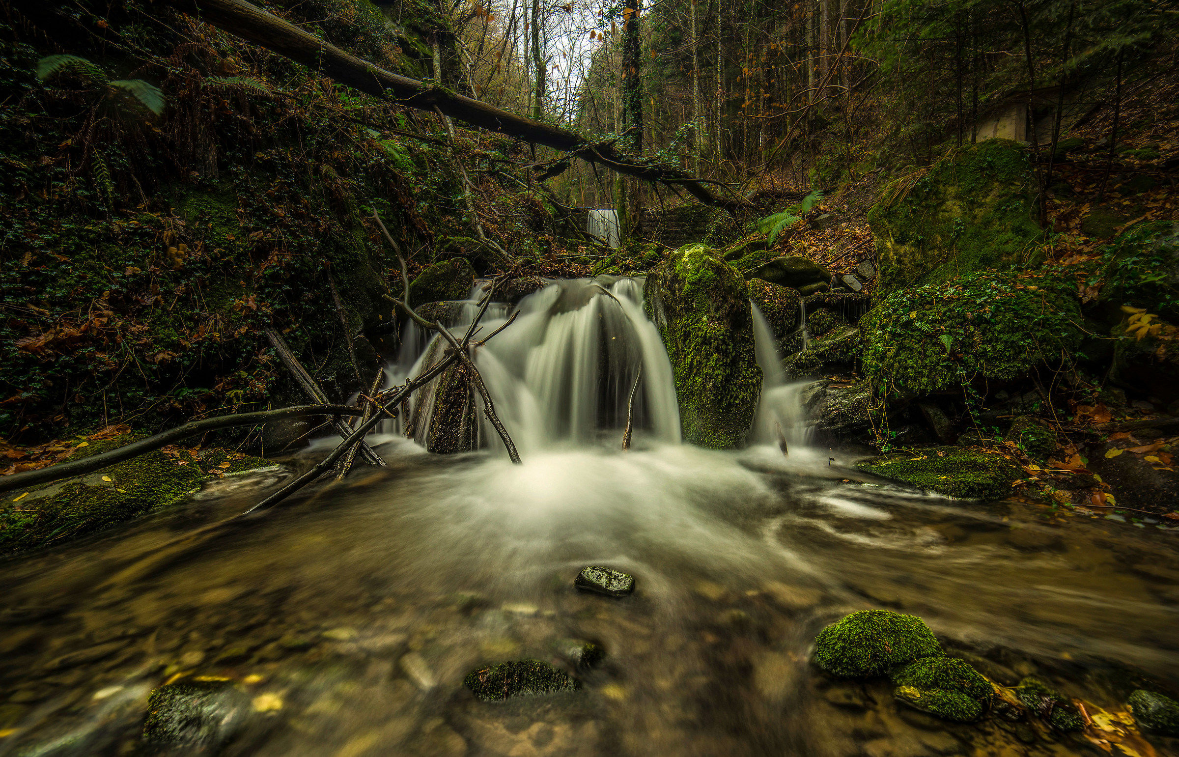 Foreste vallombrosane