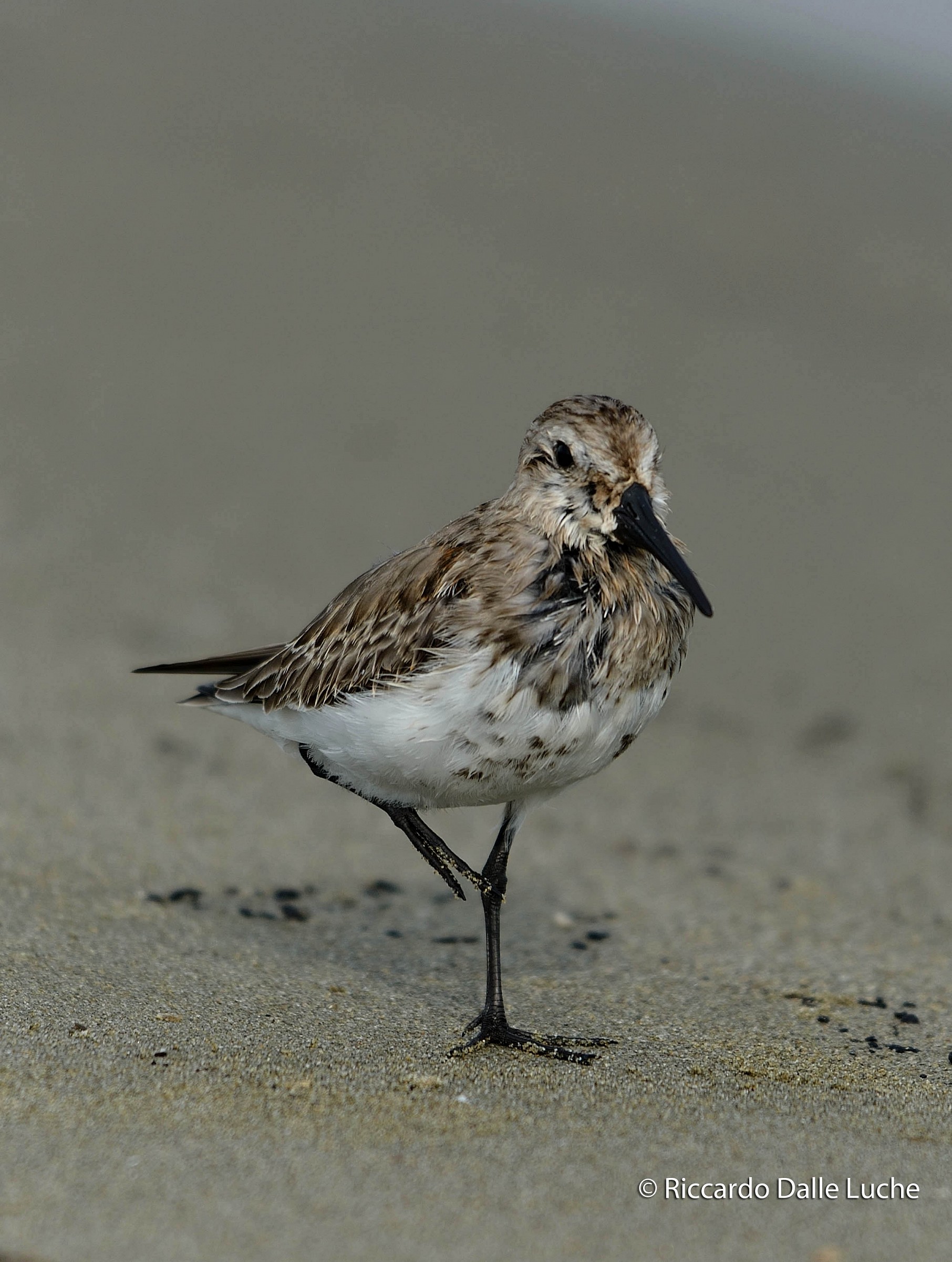 Piovanello Pancianera