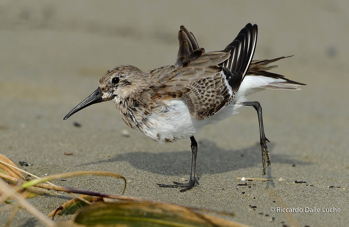 Piovanello Pancianera