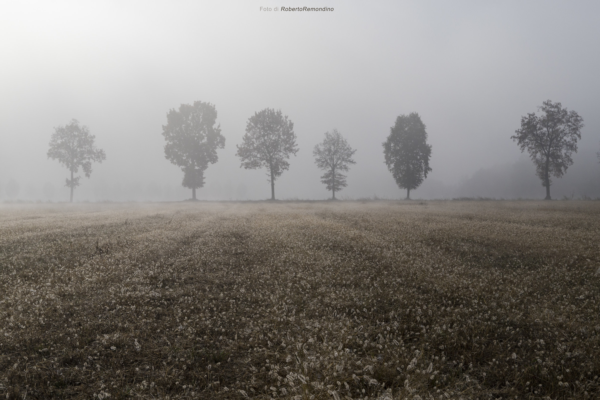 Alberi e nebbia
