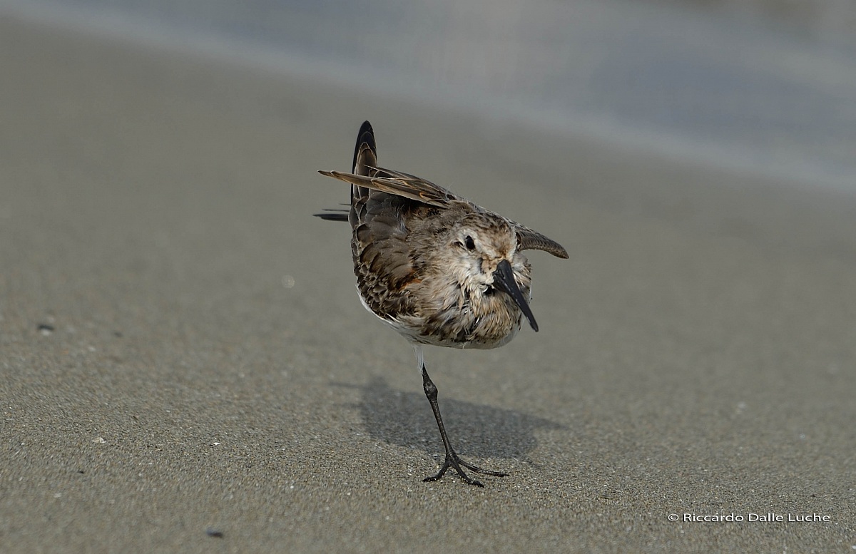 Piovanello Pancianera