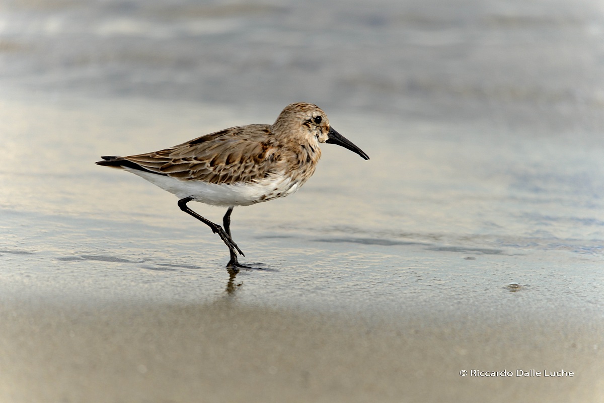 Piovanello Pancianera