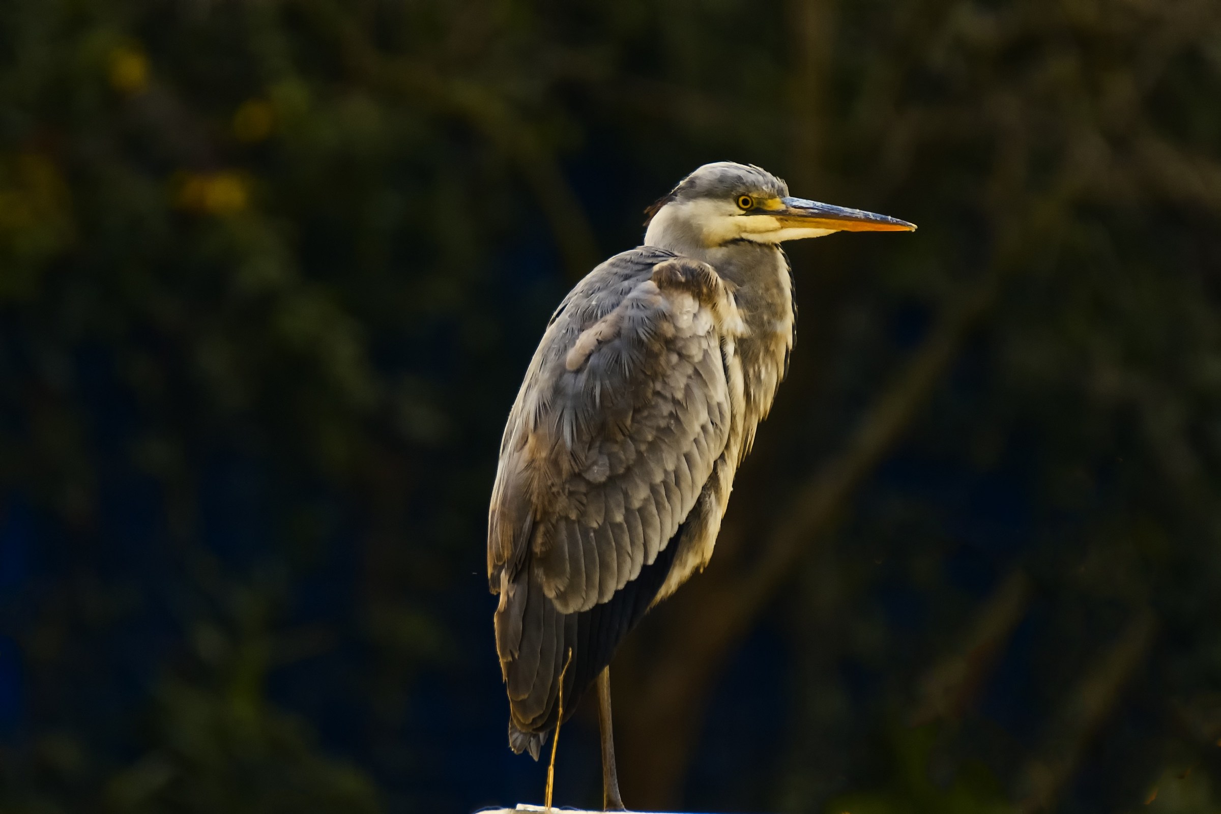 A riposo prima della pesca