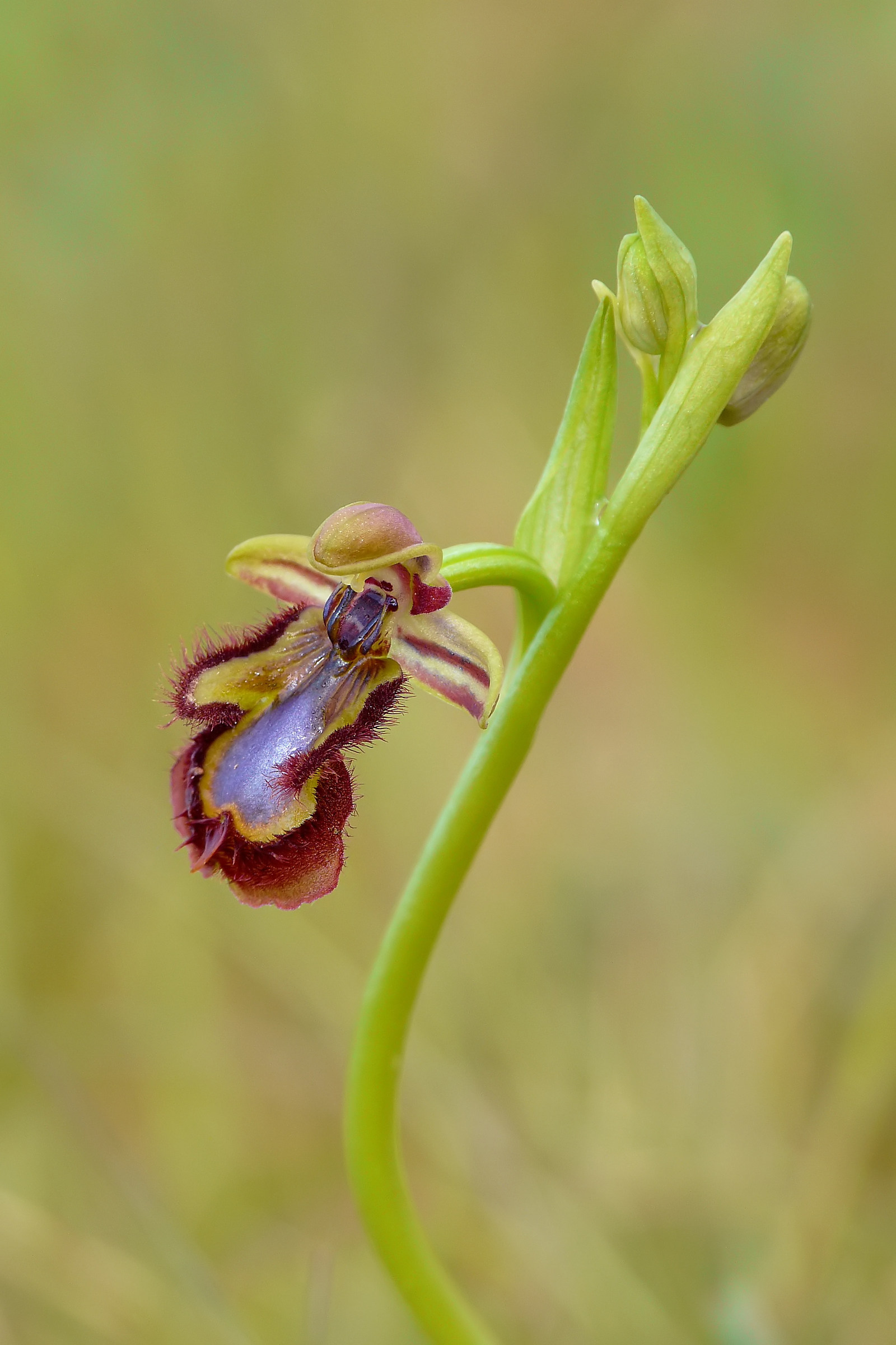Ophrys speculum