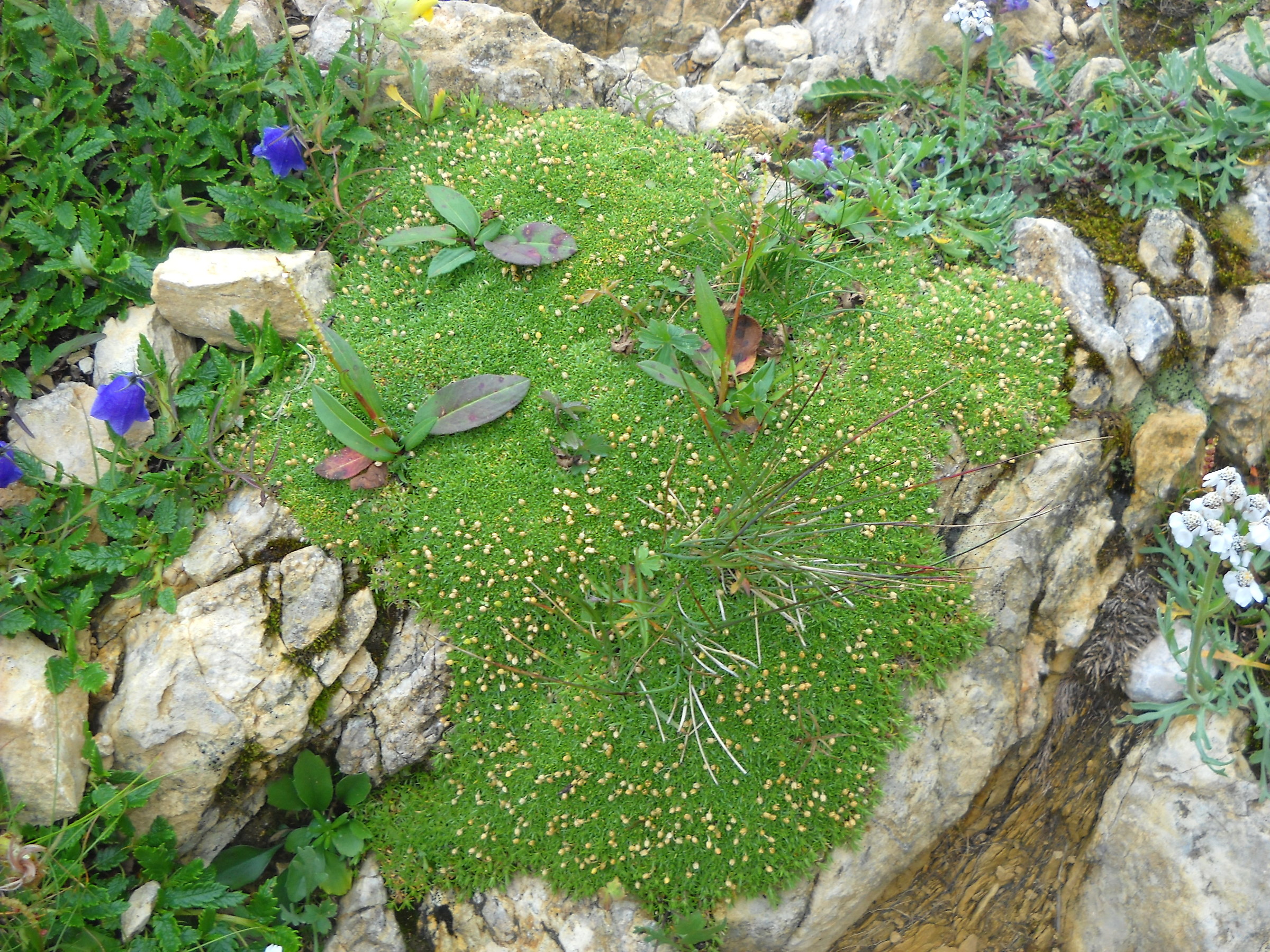 le 3 cime del Bondone