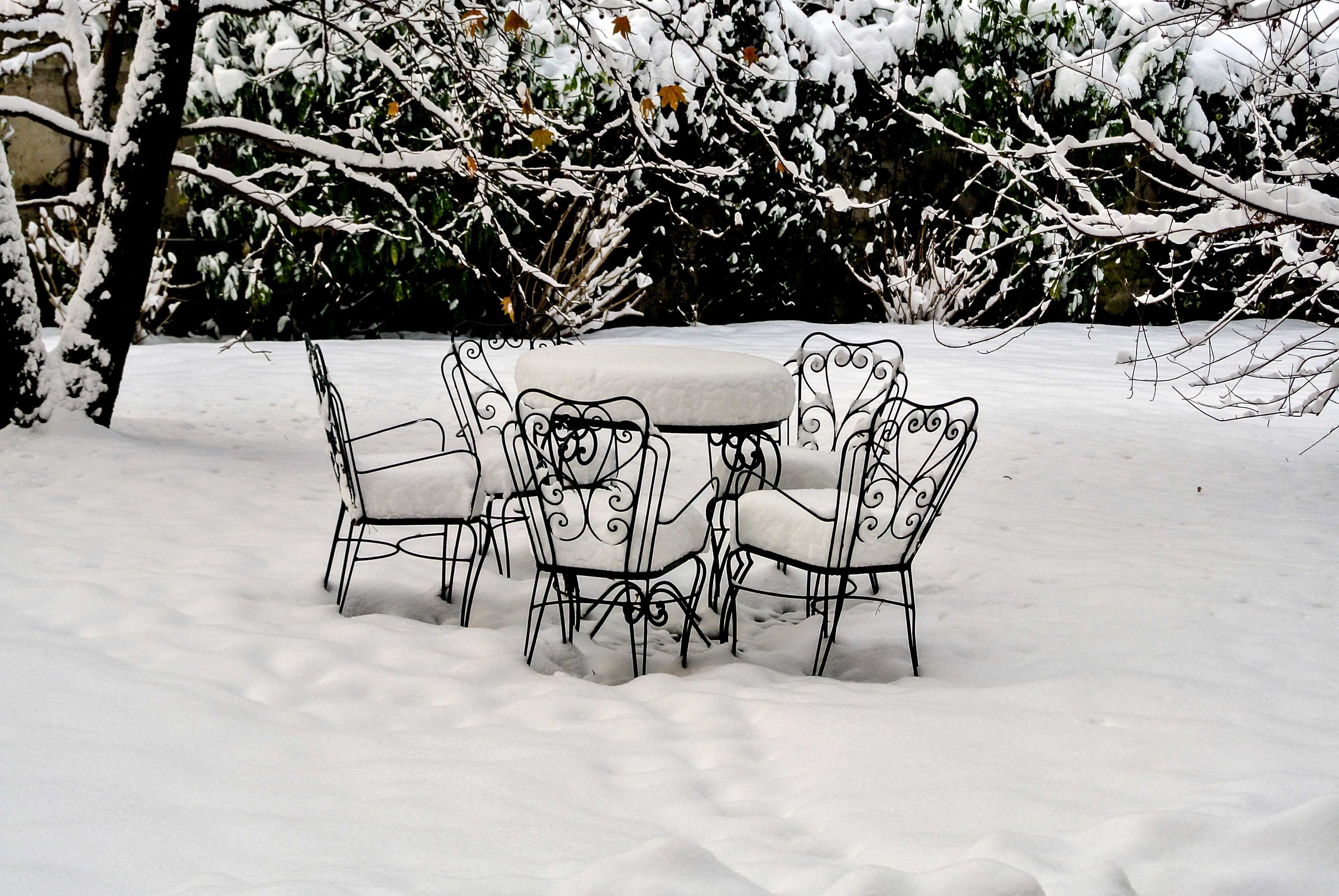 the garden of my house