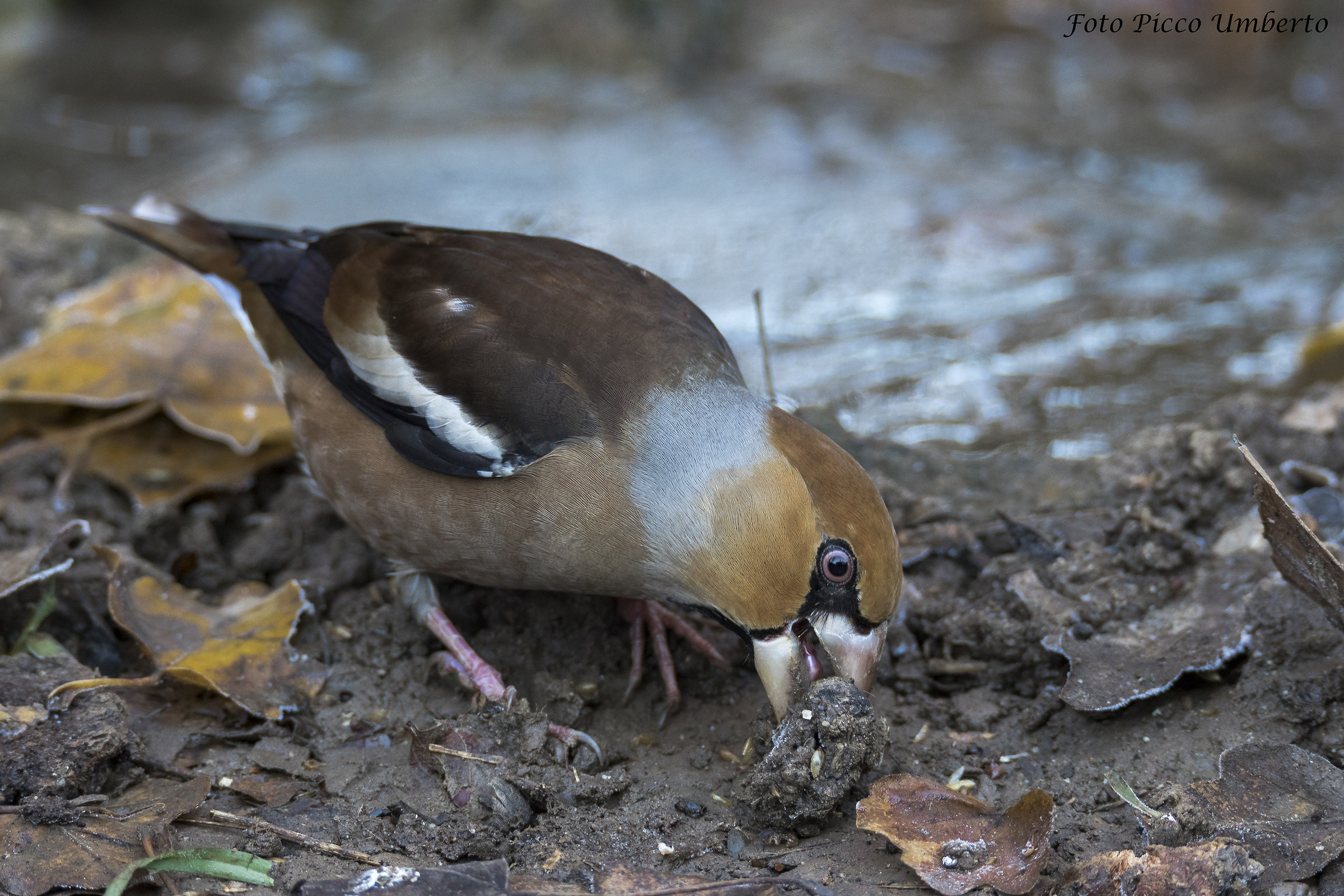 frosone in cerca di .....