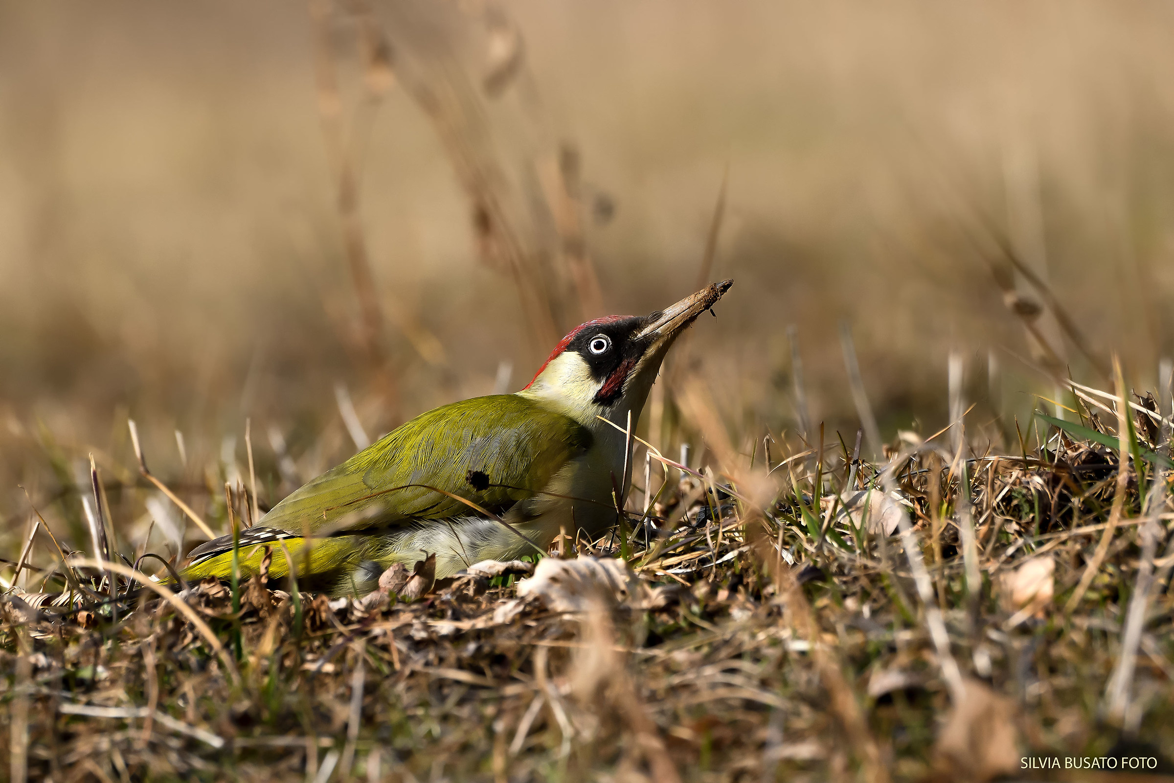 Green woodpecker