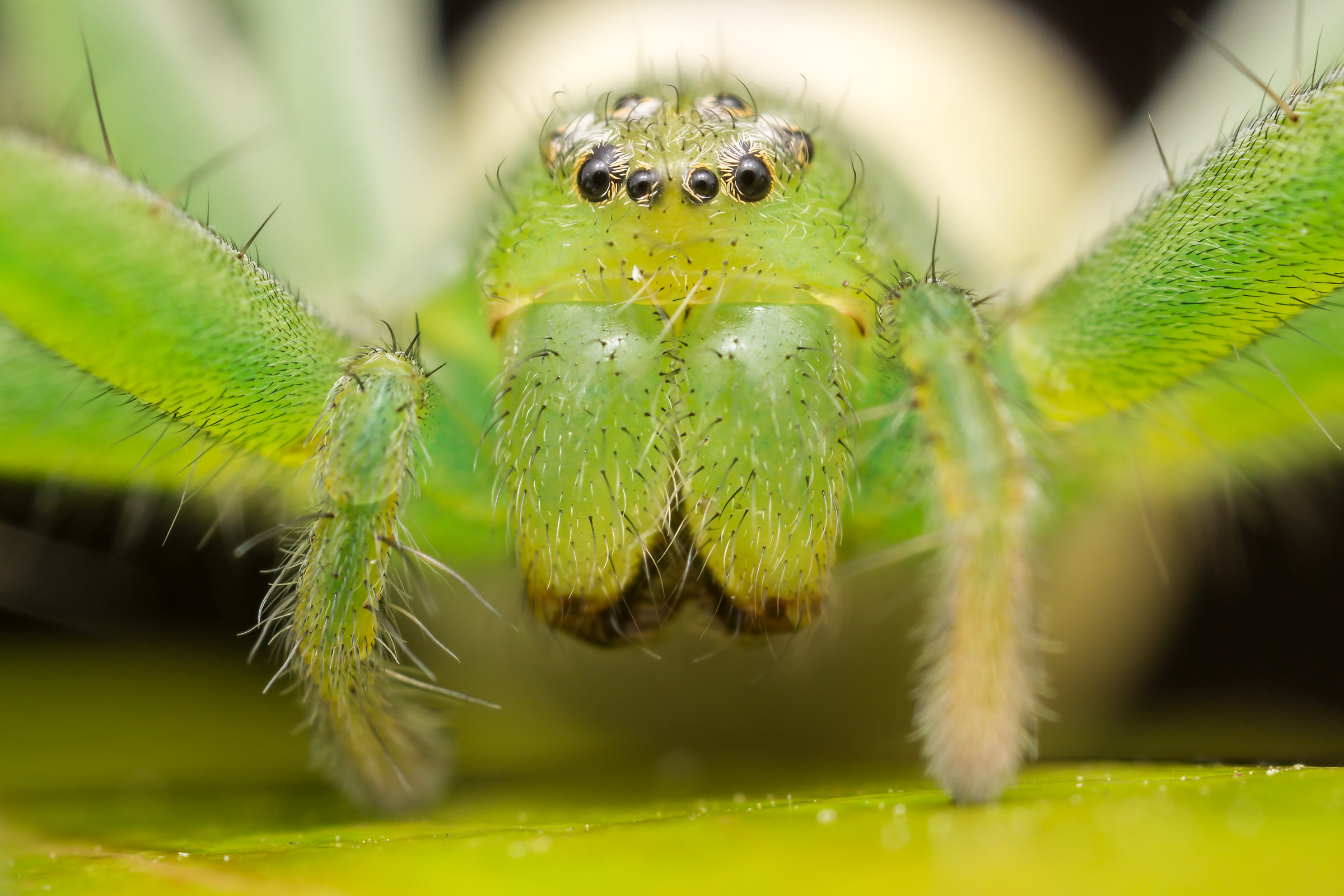 Micrommata virescens femminile