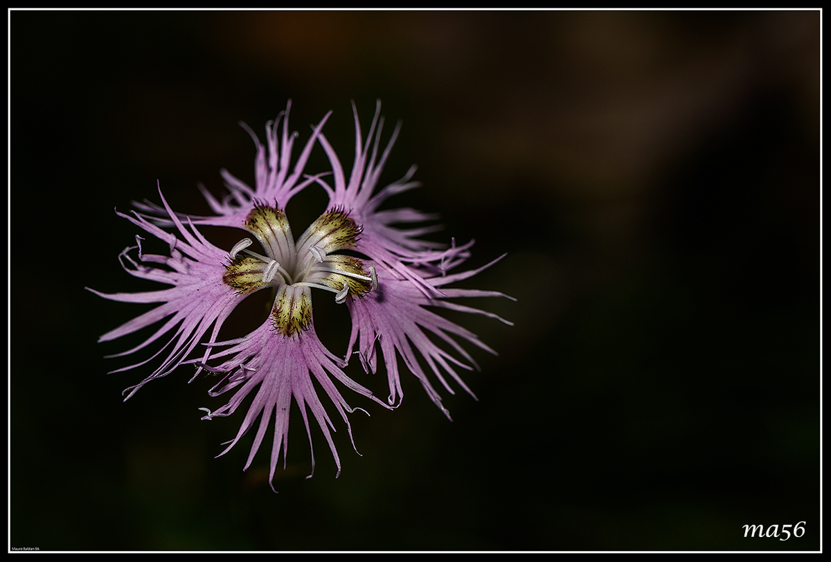 Dianthus