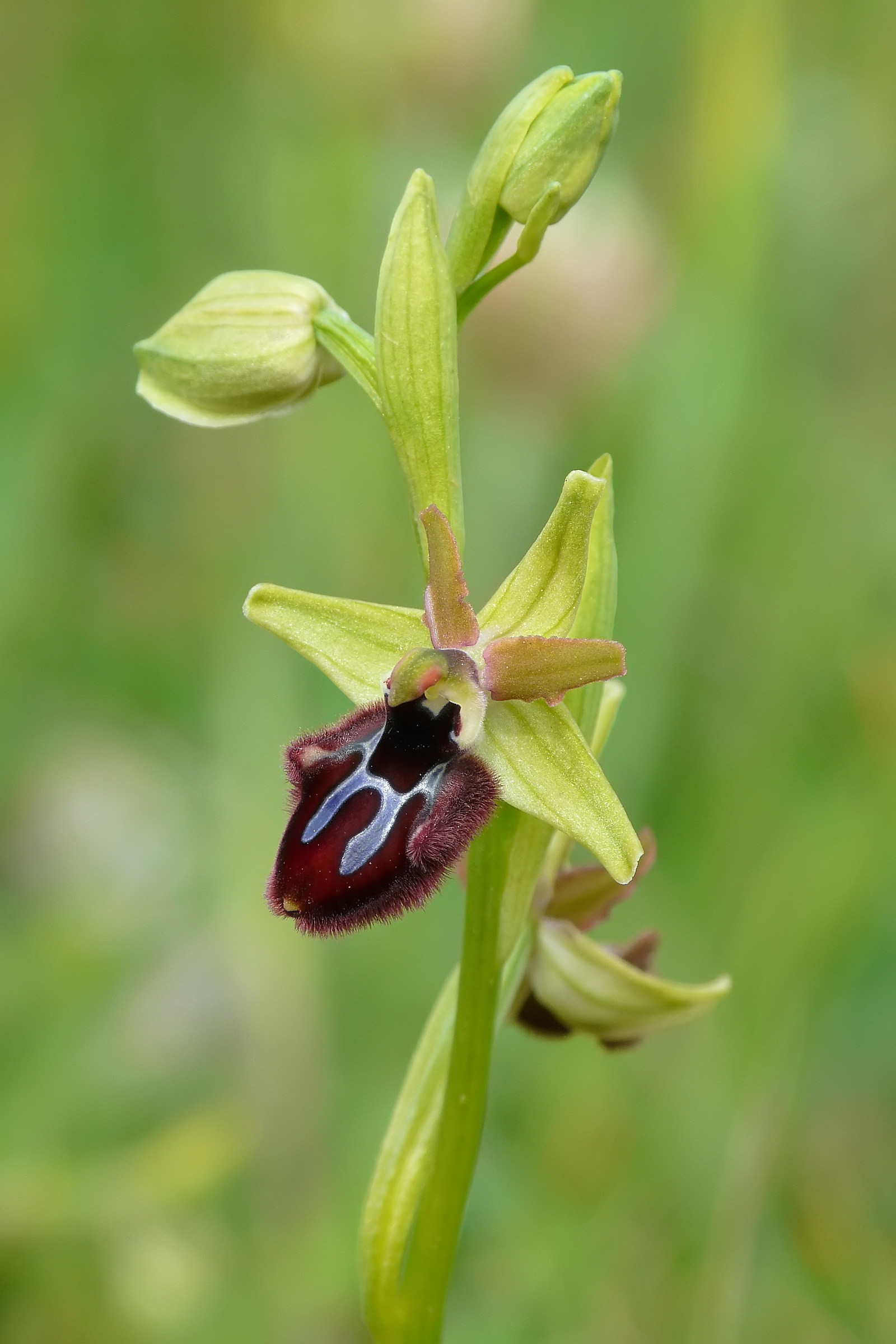 Ophrys incubacea