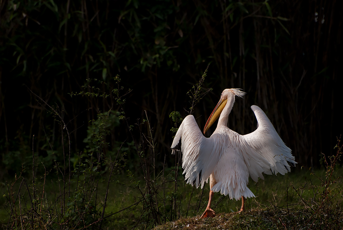 Tornando a casa tardi....