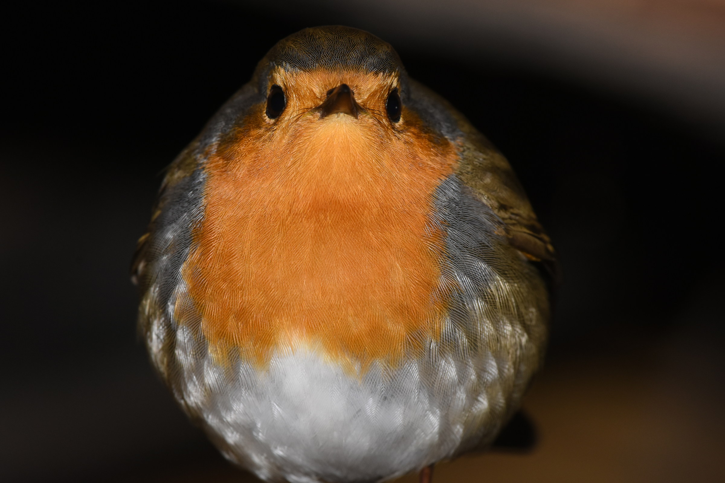 Pettirosso (Pallino)