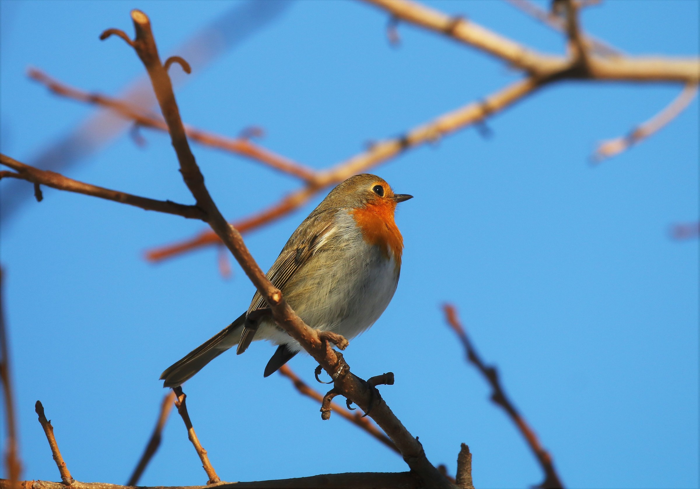 robin on persimmon