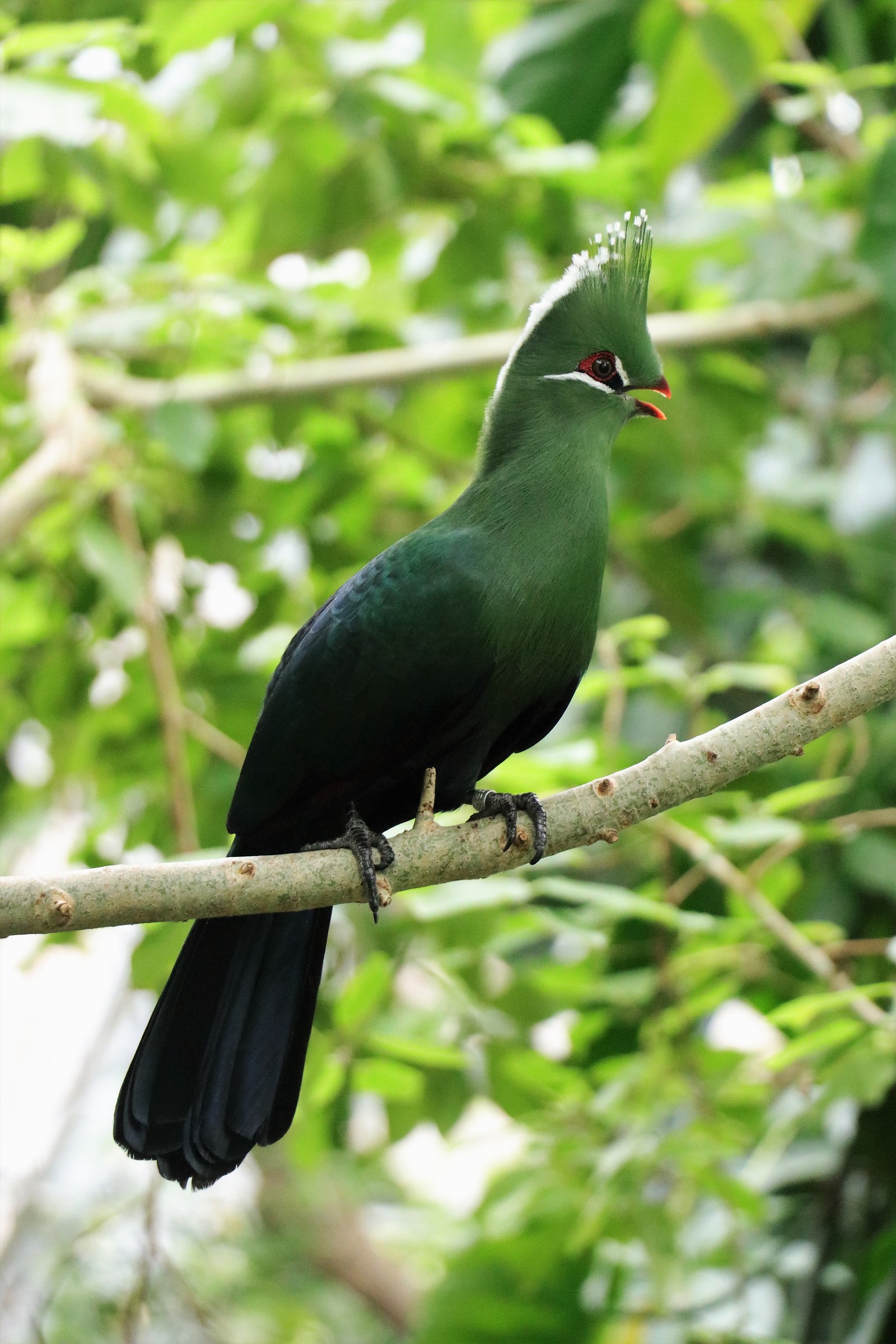 Turaco