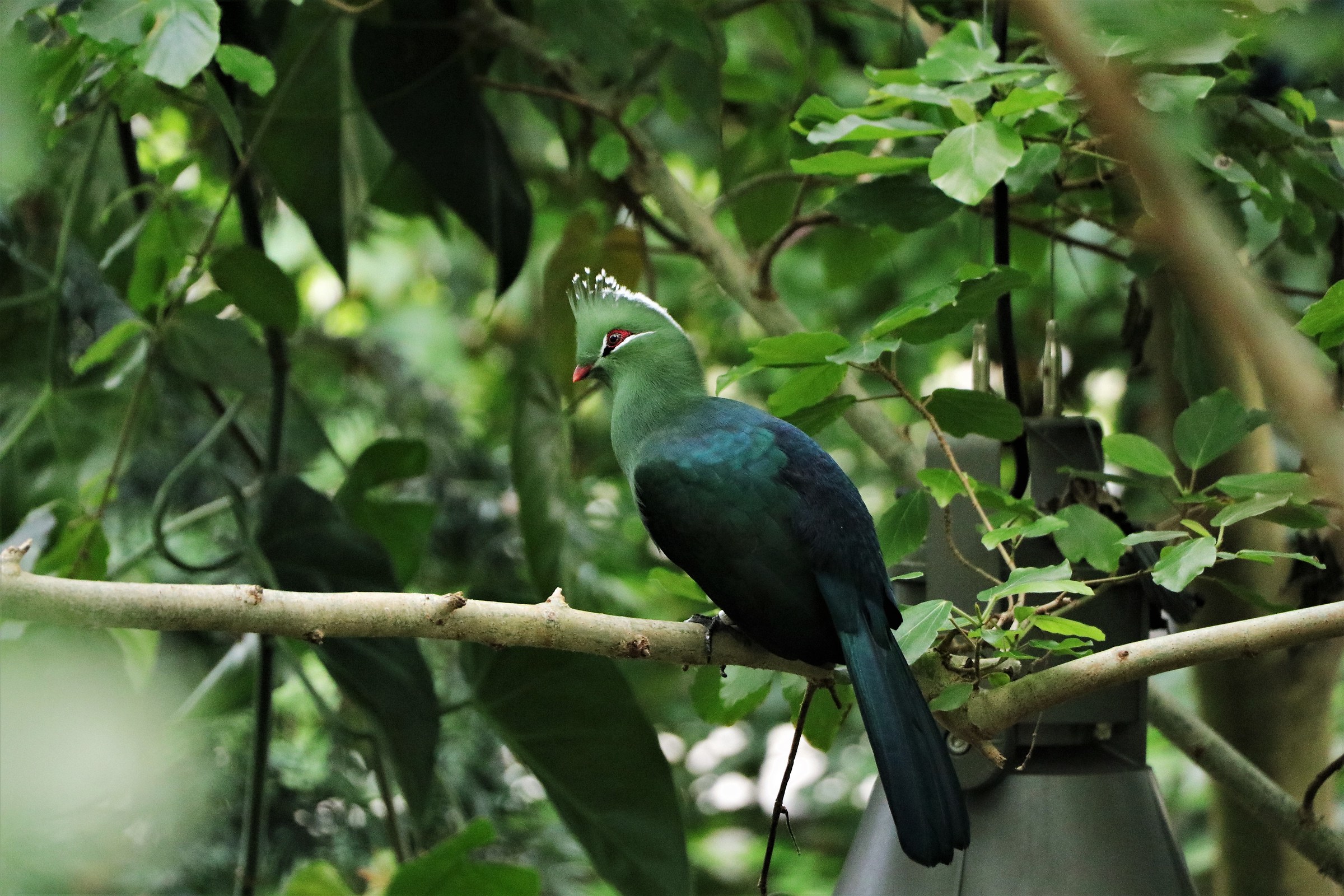 Turaco