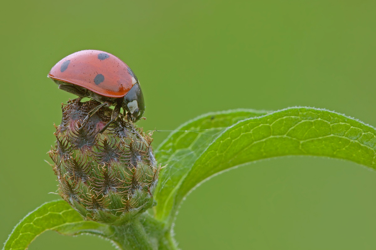 Coccinella