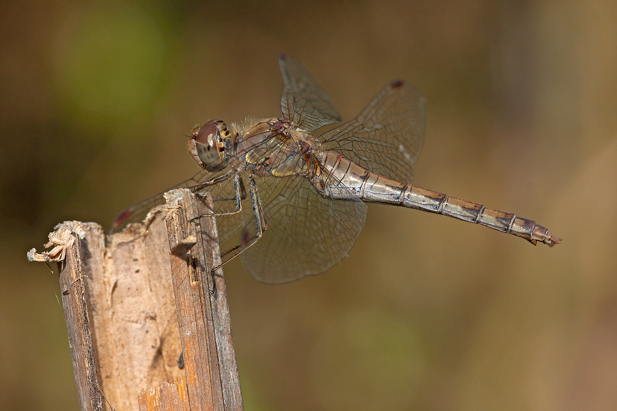 Libellula