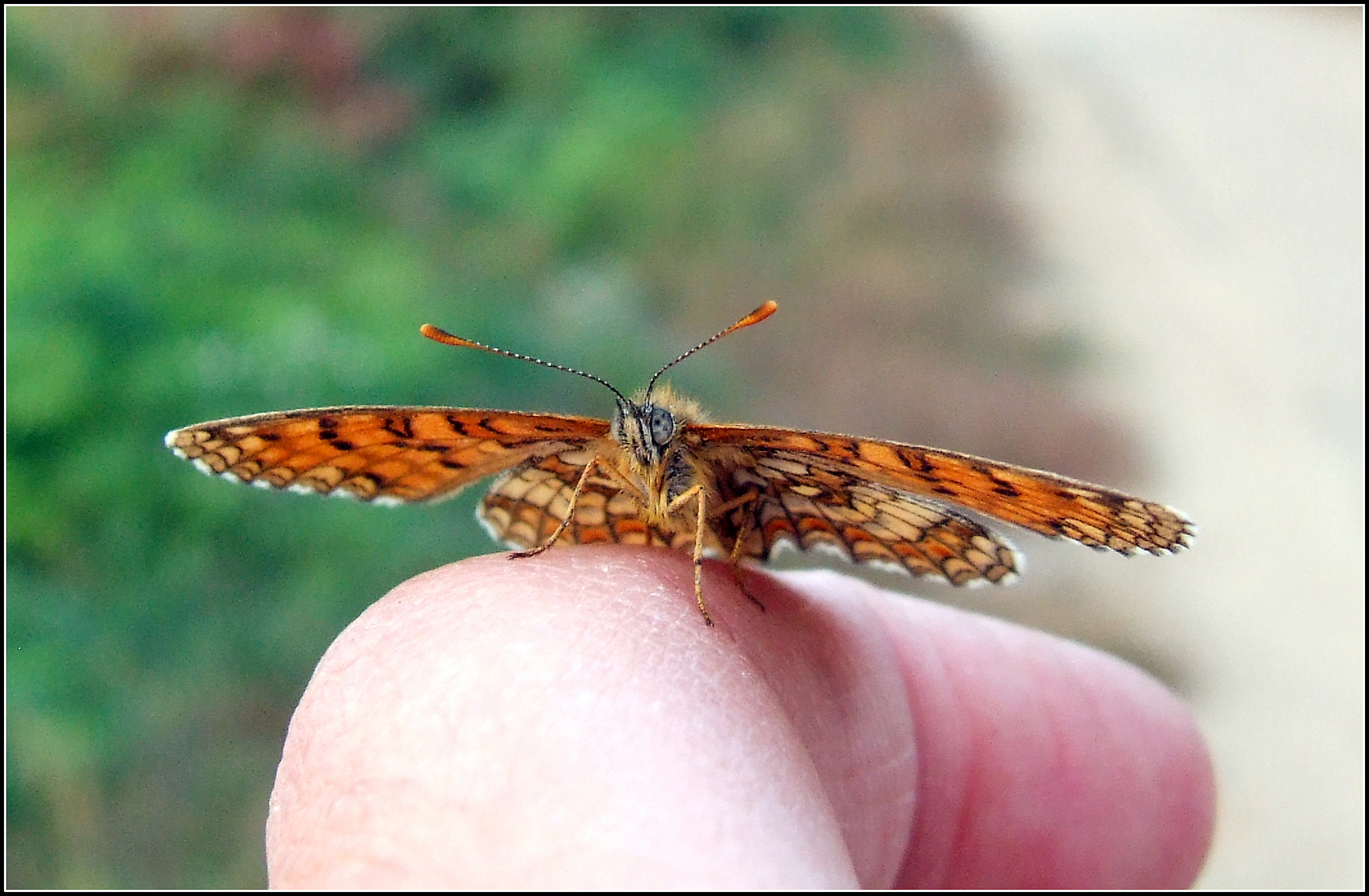 "Melitaea athalia" female ...