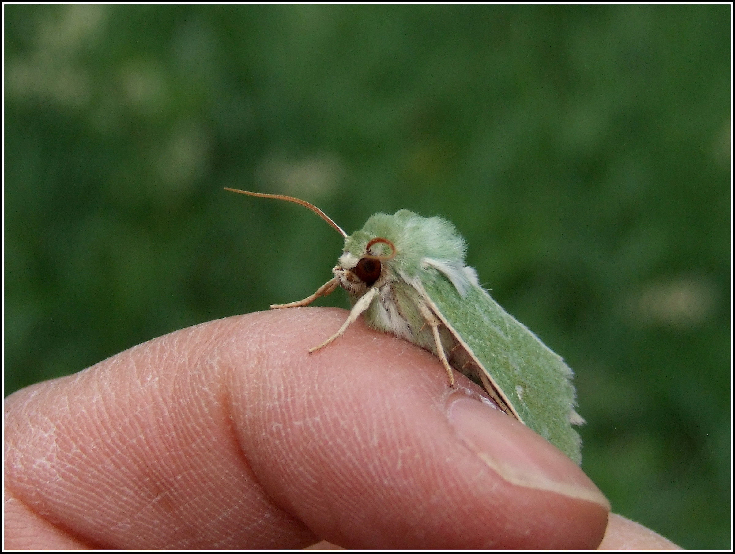 "Calamia tridens" female ...