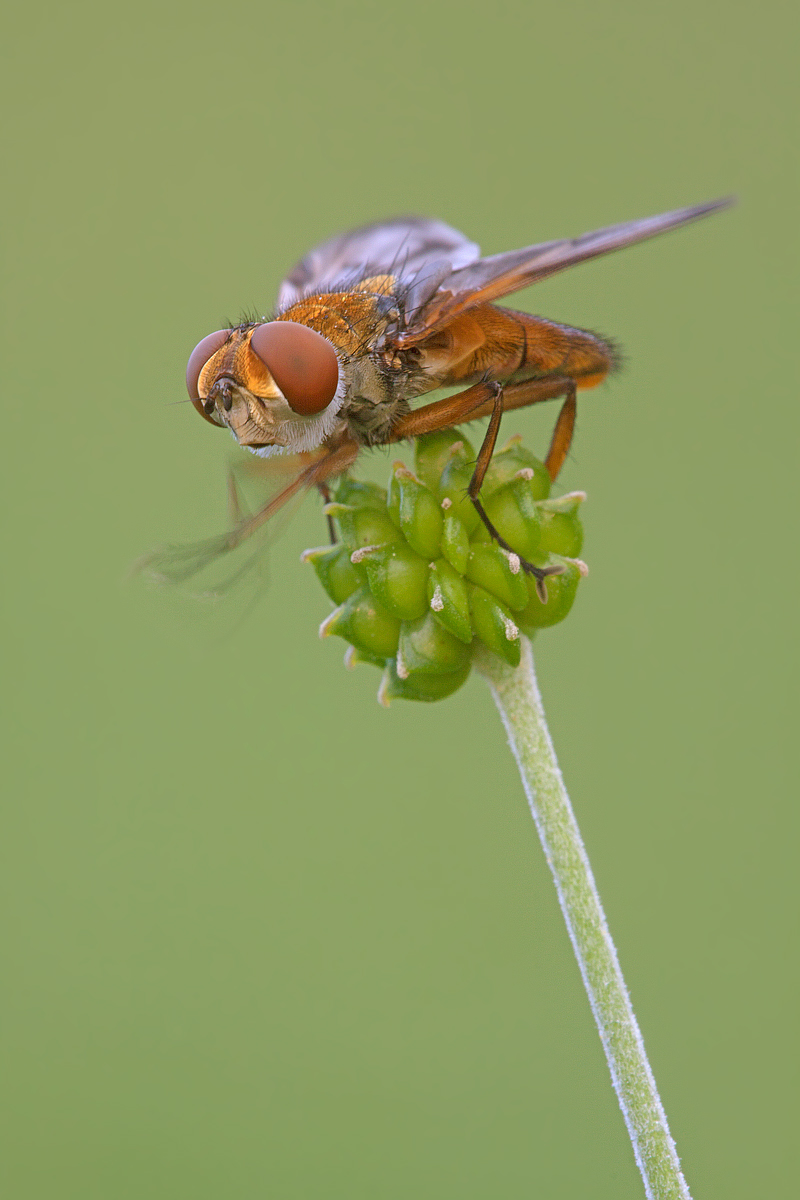 Da fregarsi le mani...Phasia hemiptera 3