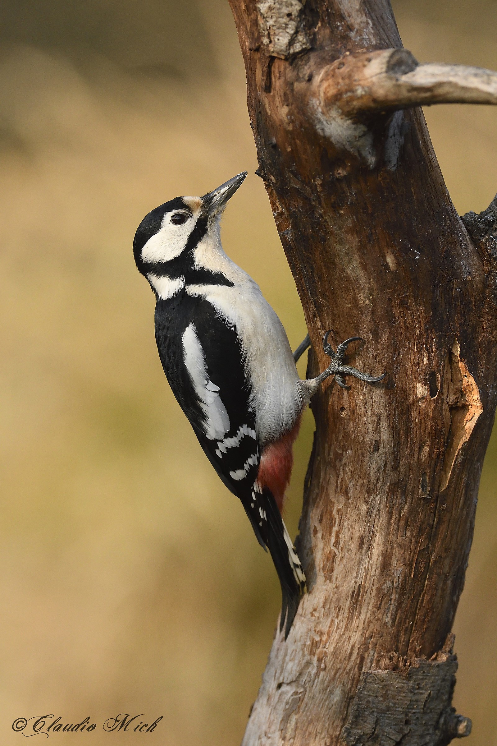 Great spotted woodpecker