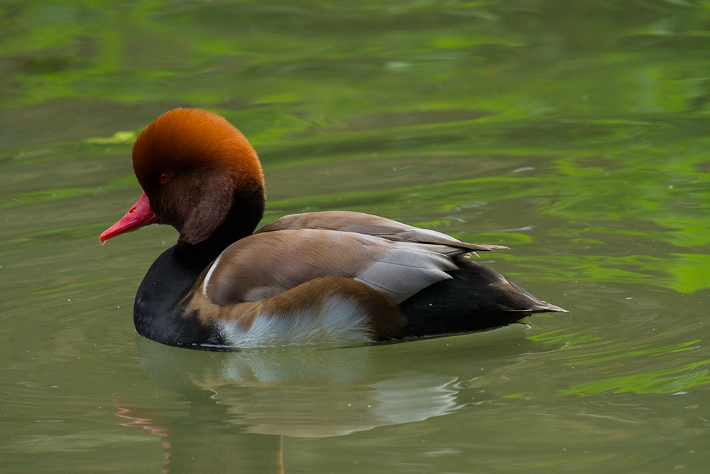 wigeon turkish