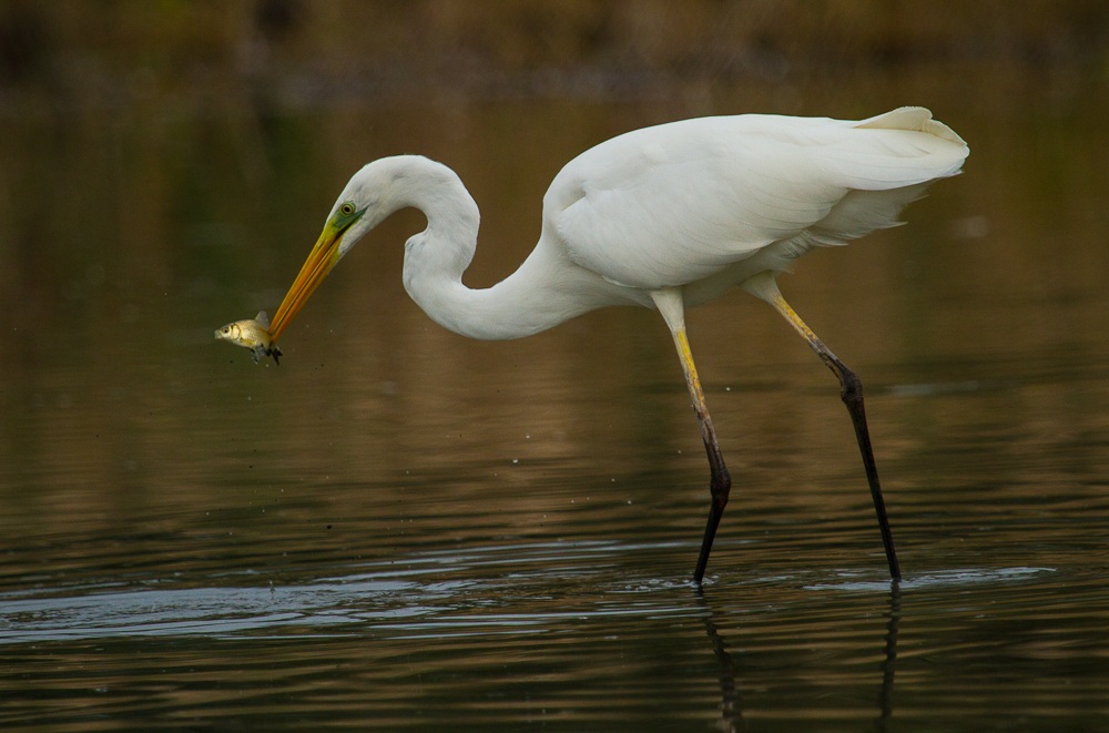 Great White Egret with prey