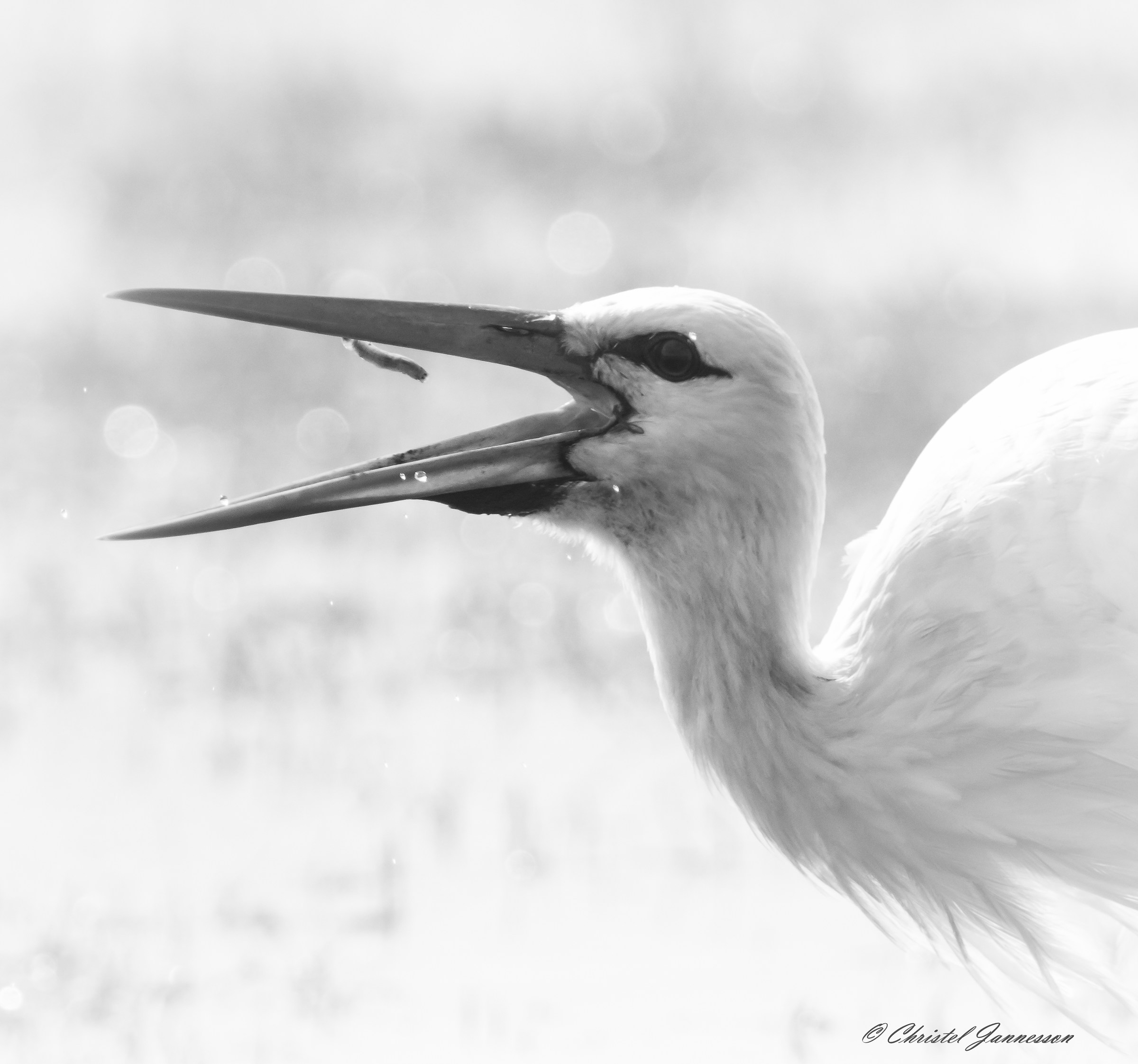 Wild White Stork - catch, throw and eat