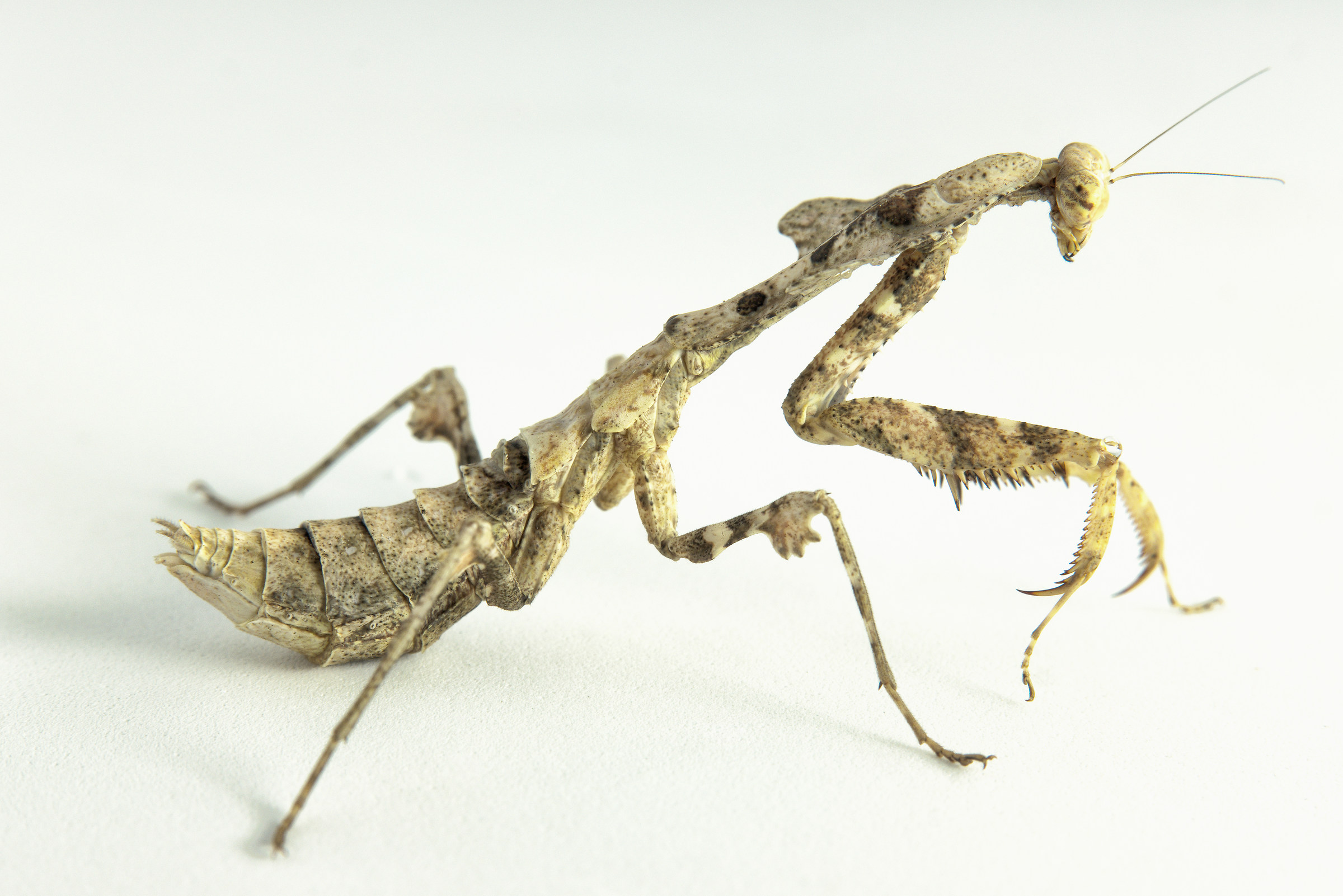 Deroplatys Desiccata L3