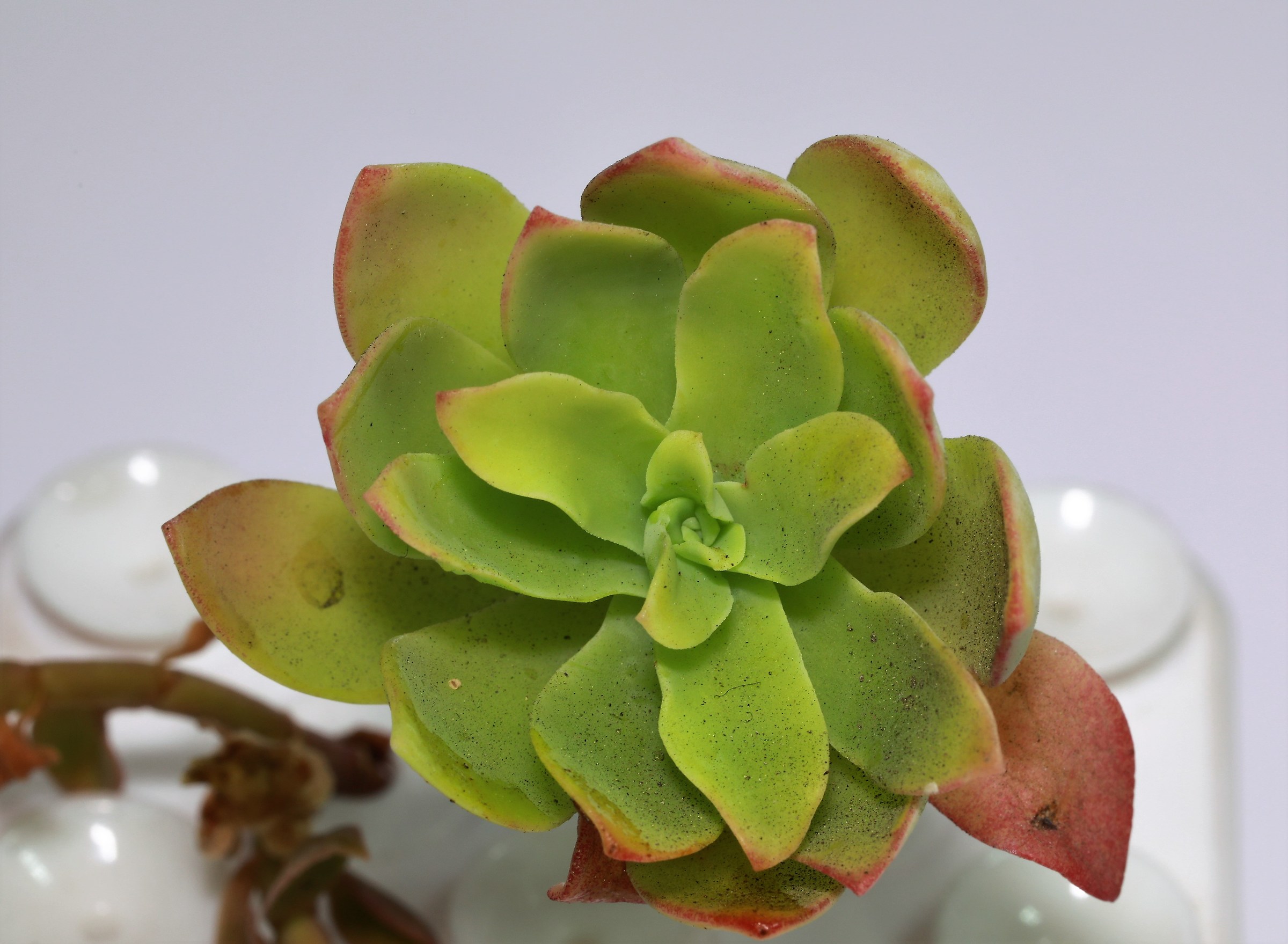 fatty seedling without thorns